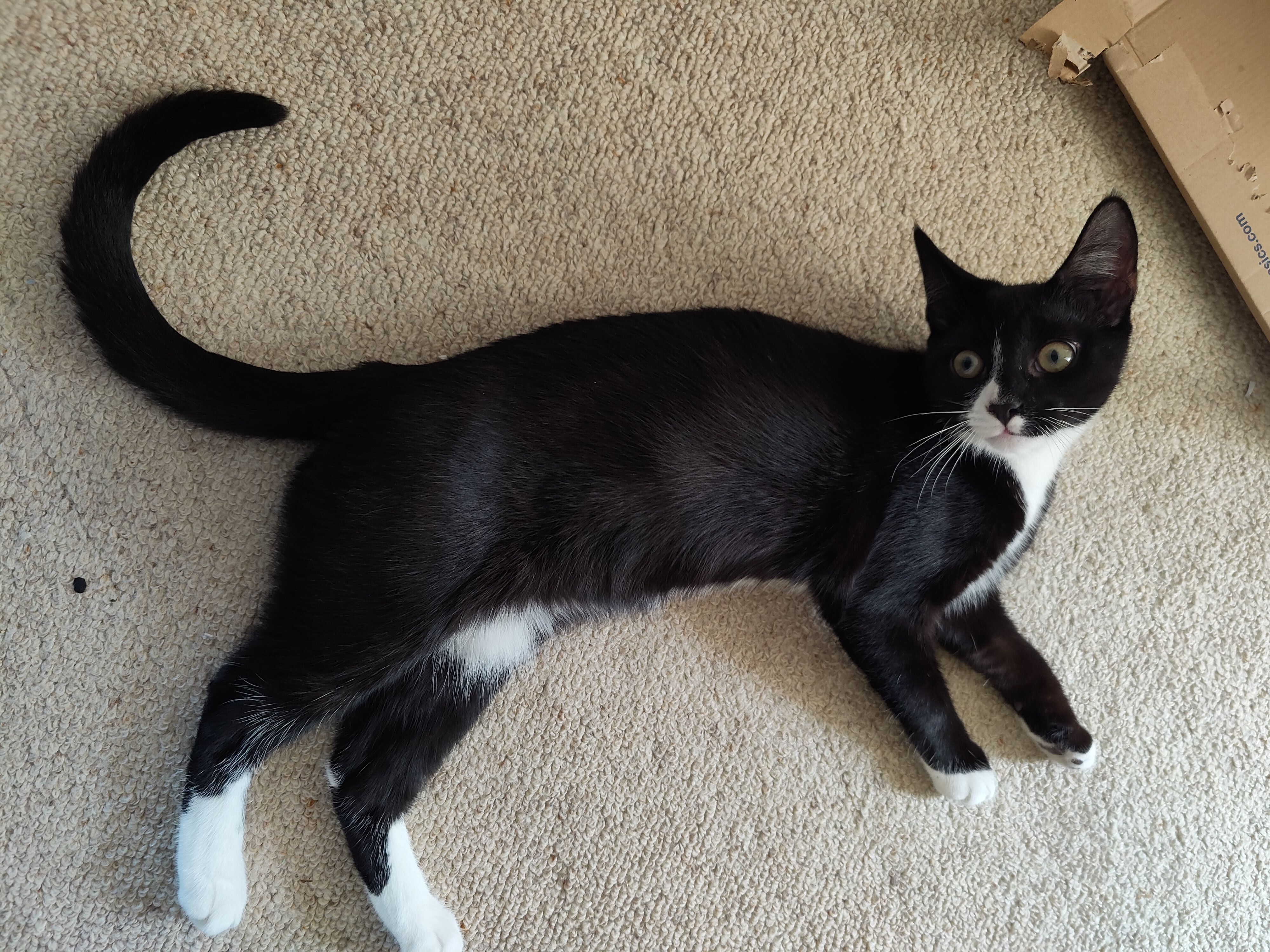 Lost Kitten: Black & White, Lane Cove