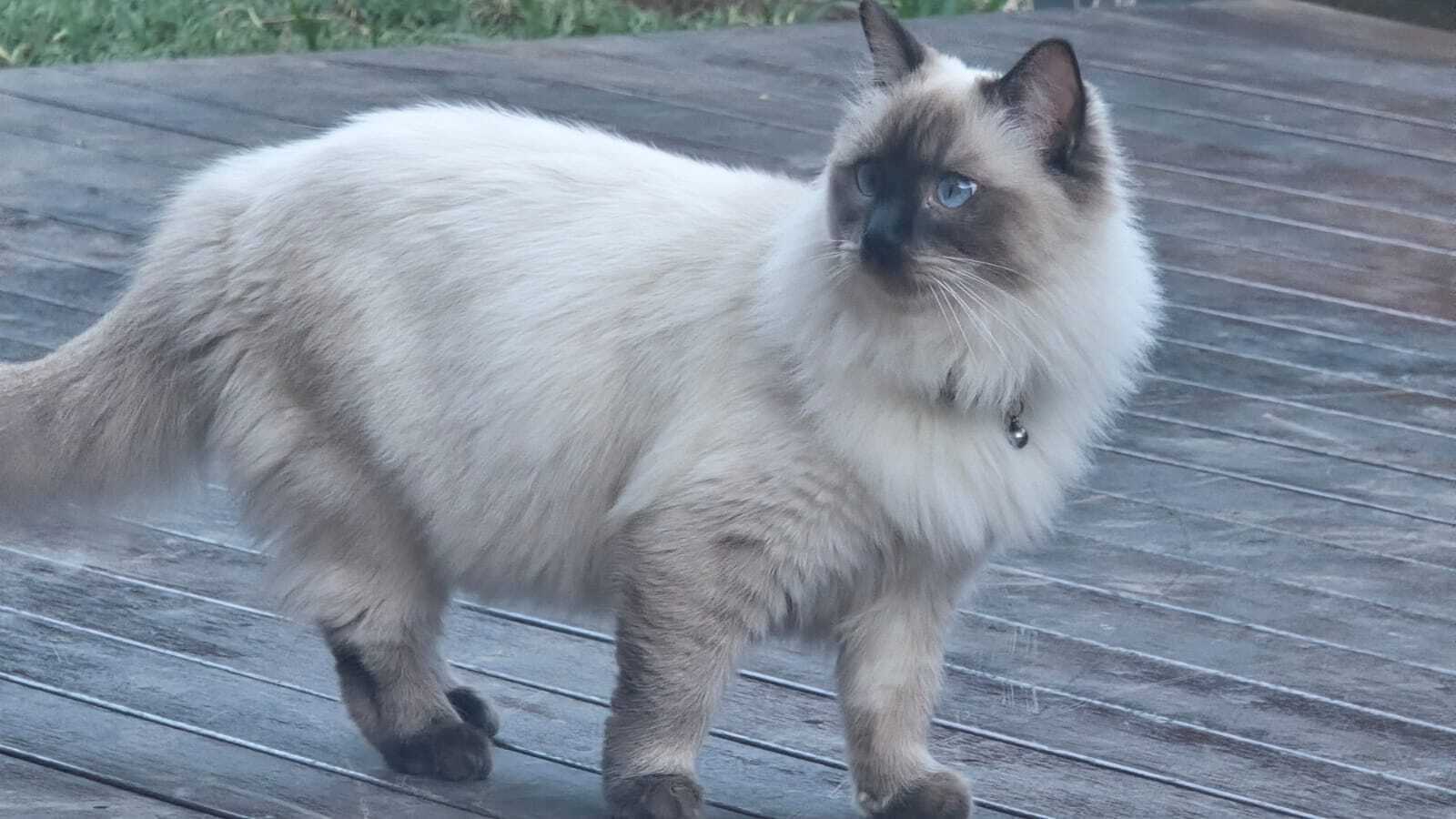 Lost: Small White Cat with Bla...