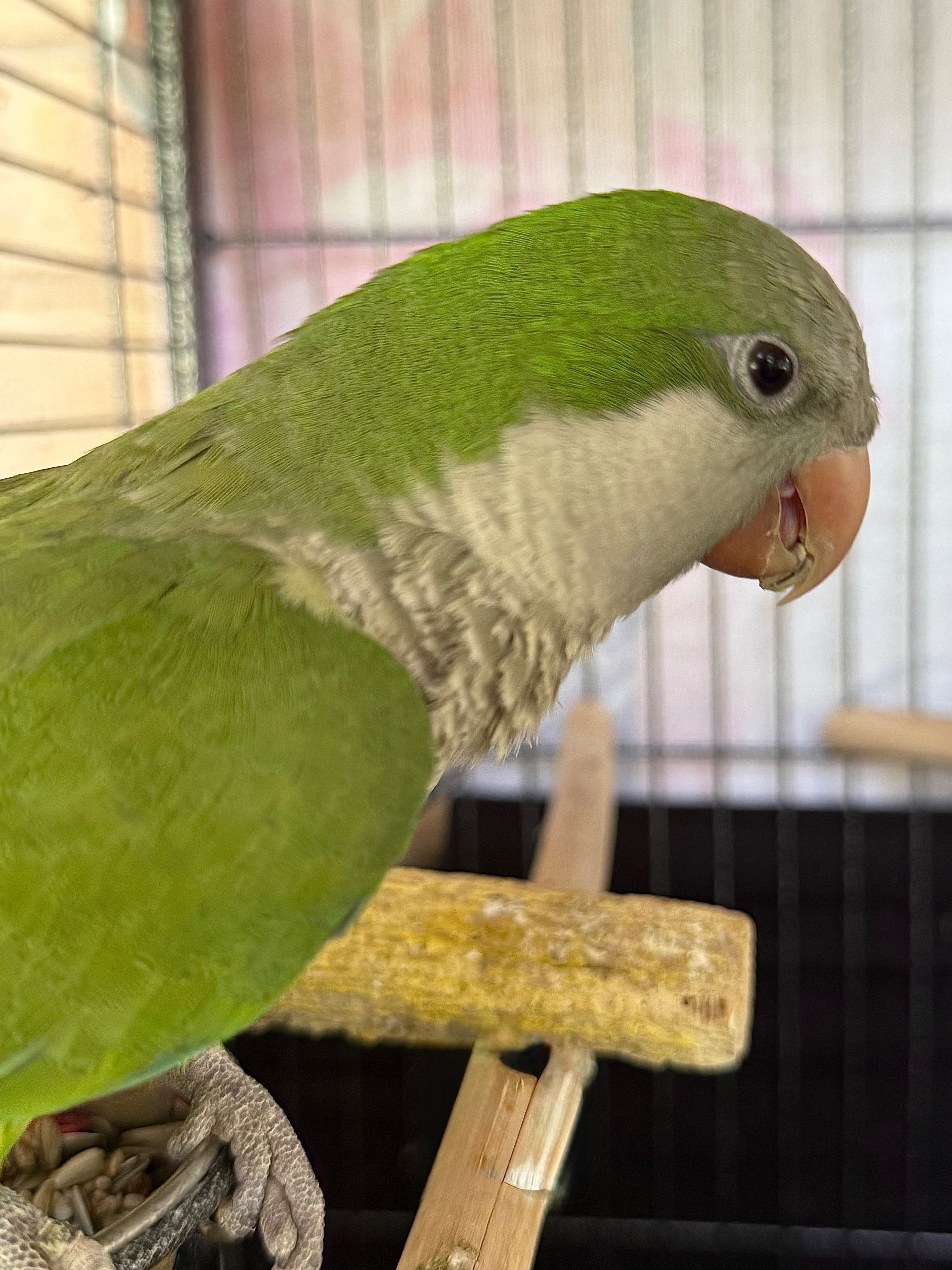 Lost Talking Bird with One Lame Leg