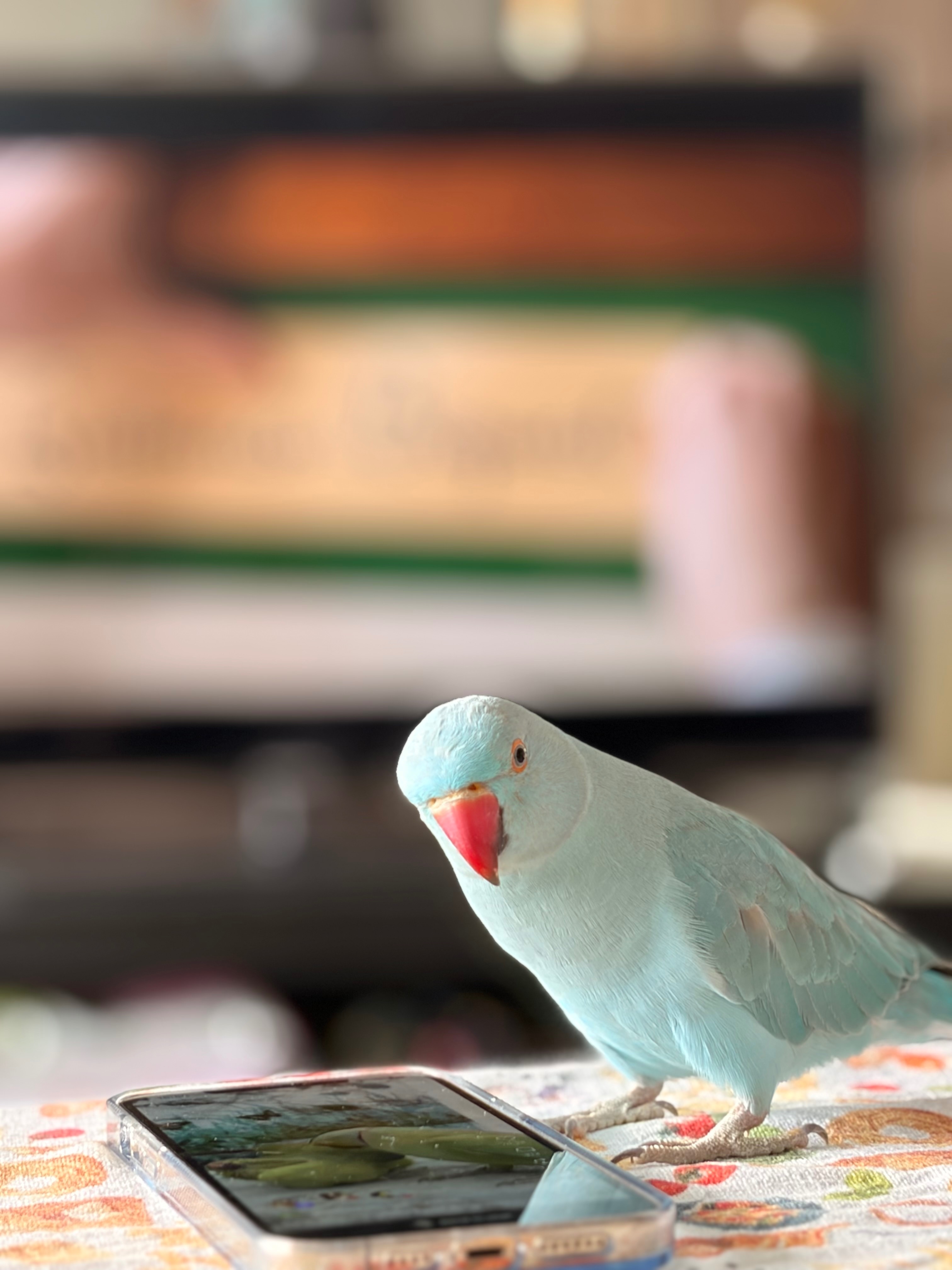 Lost pets , photo: Young Lost Bird: Talks, Loves Phones!