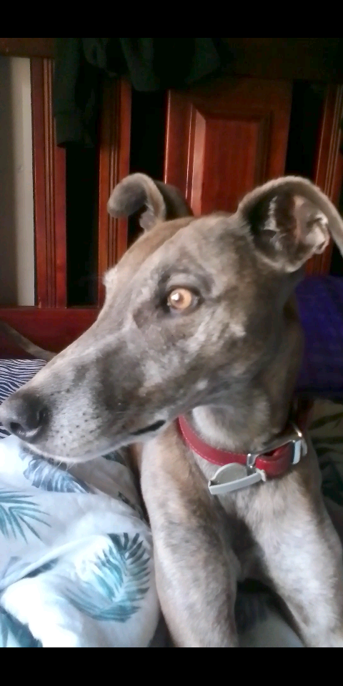 Lost Whippet in Salisbury - Contact Us!