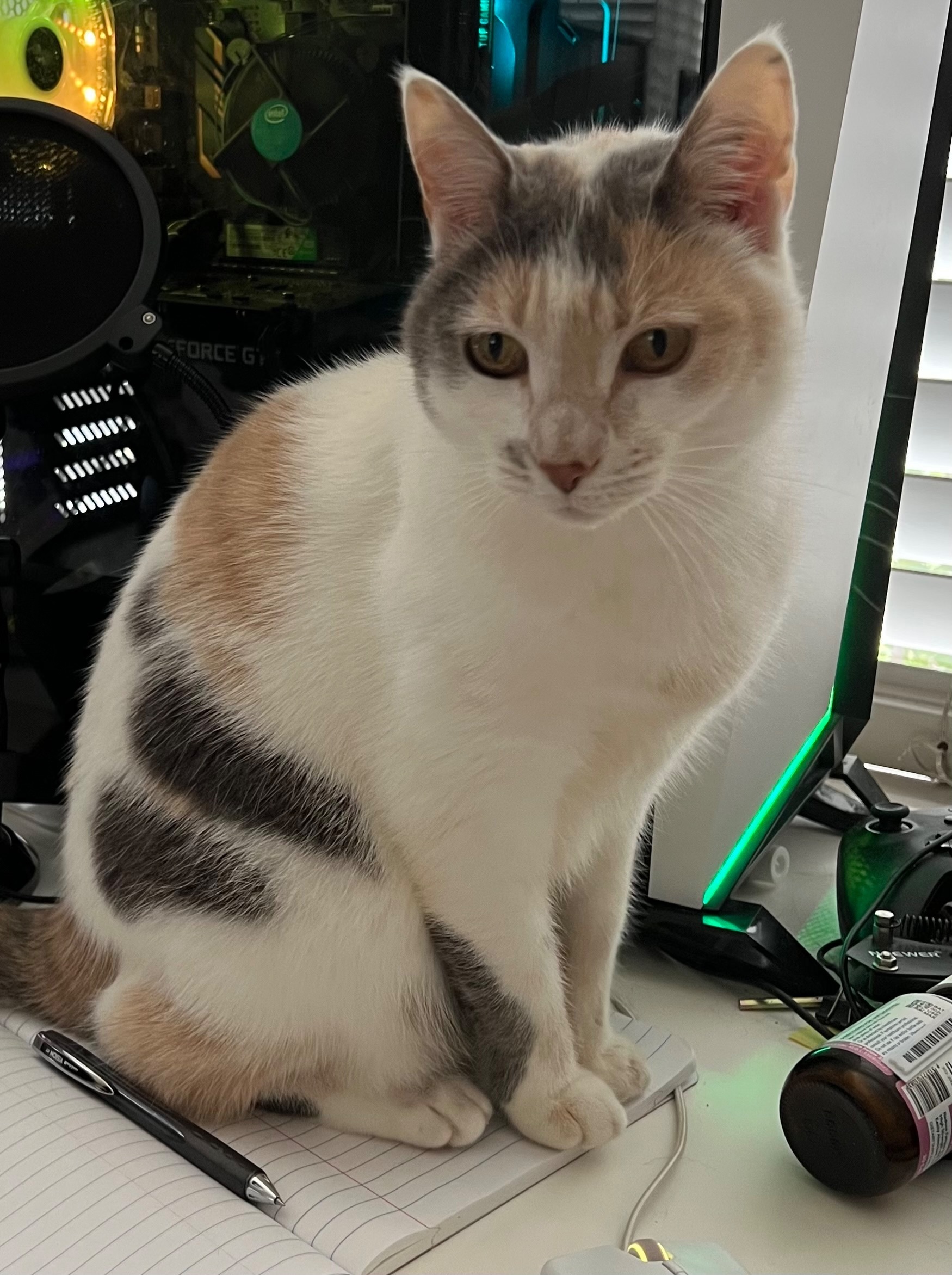 Lost Calico Cat in Belrose - Please Help!