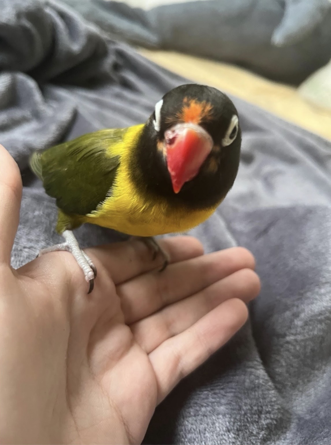 Lost pets Sydney, photo: Lost Yellow-Collared Lovebird in Sydney