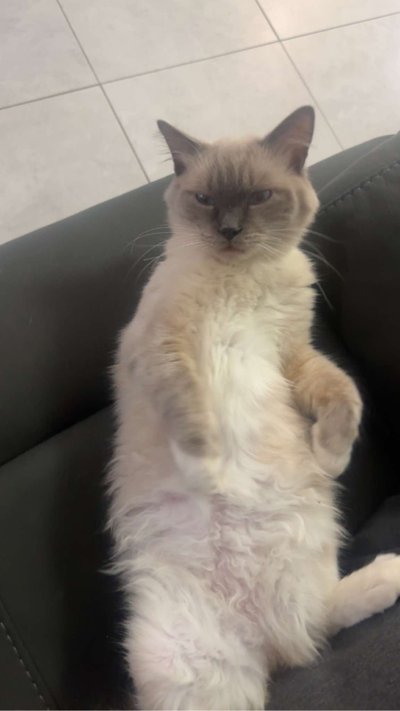 Lost Male Ragdoll Cat in Sydney Area