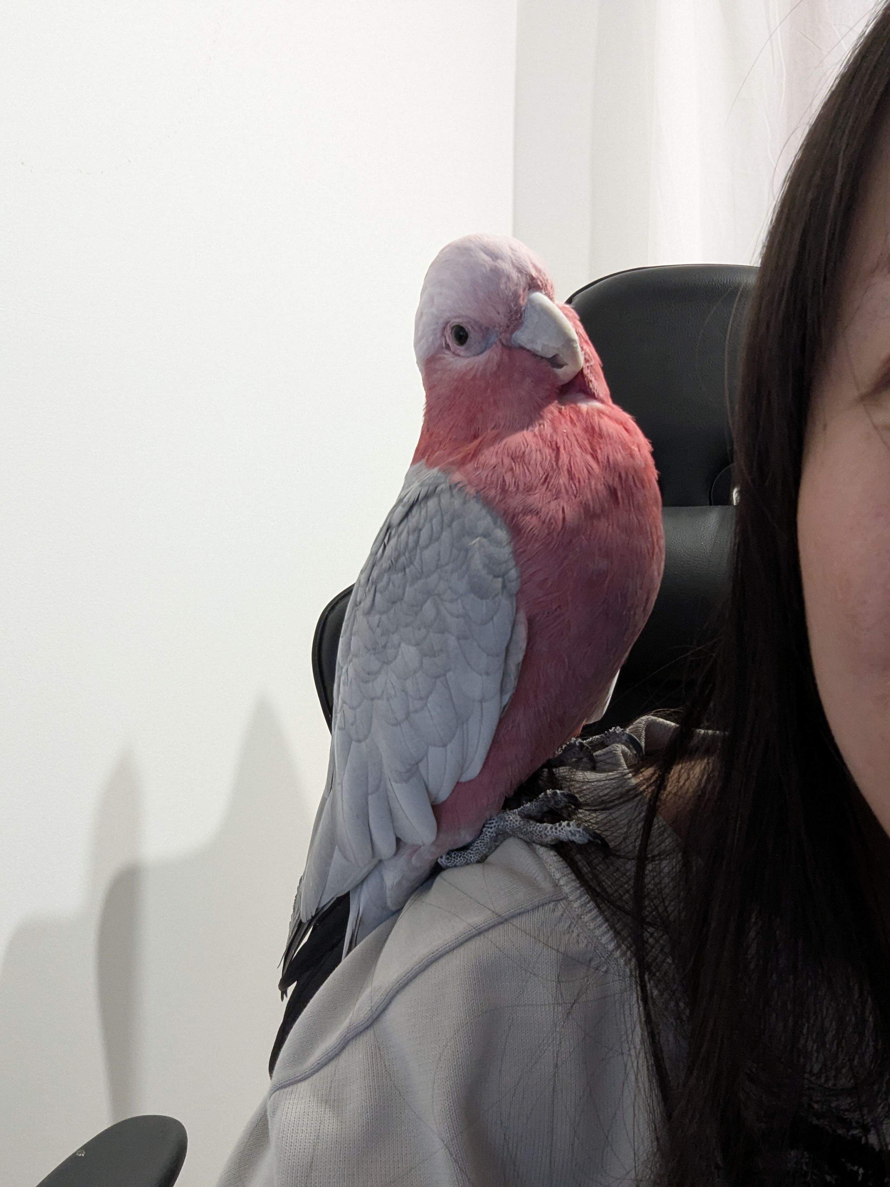 Lost pets Georges River Council, photo: Help Find Tomoya: Missing Galah in Lugarno