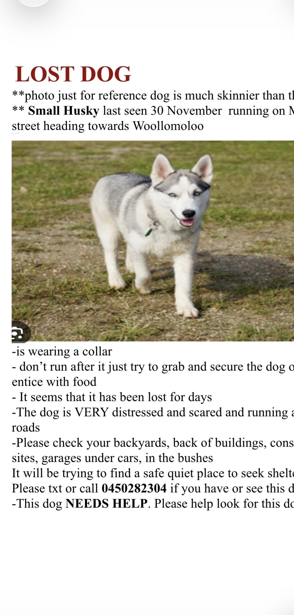 Lost pets , photo: Help Find Lost Husky in Sydney!