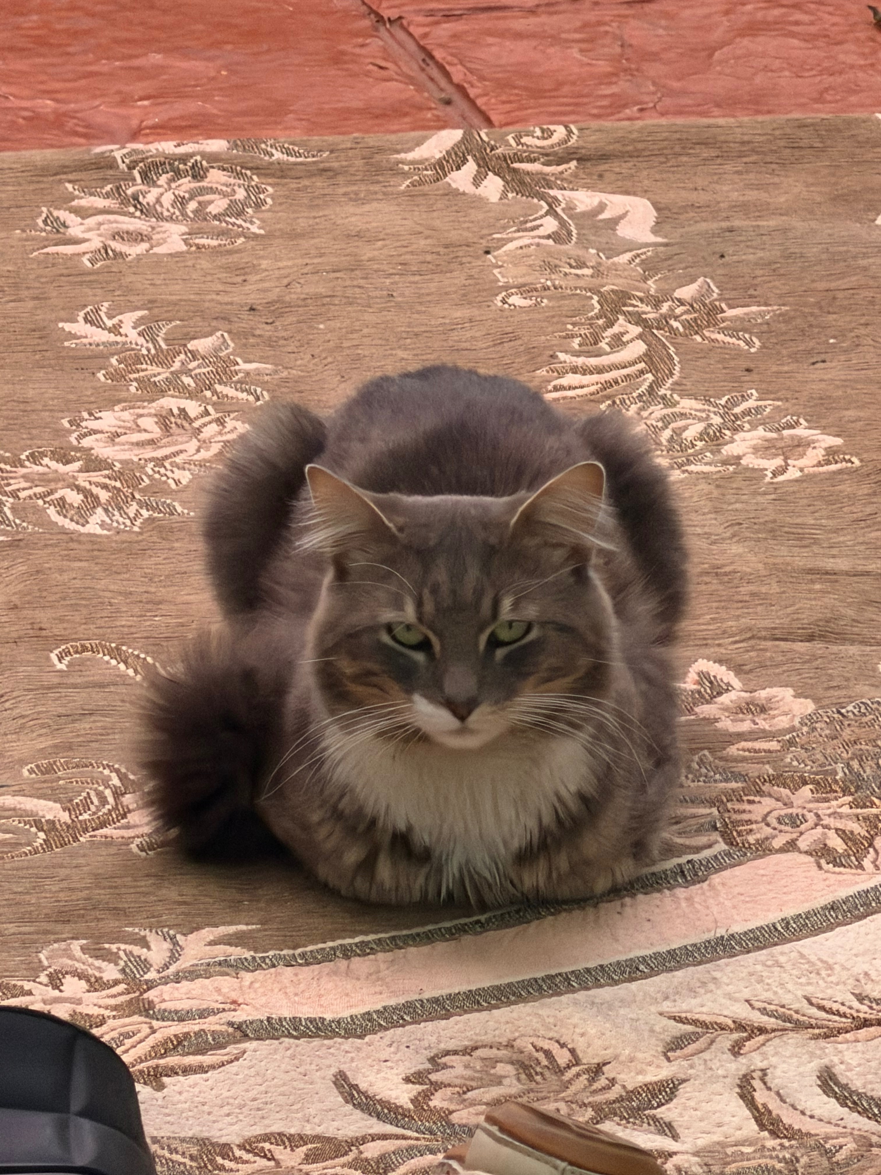 Lost pets Brimbank, photo: Lost Grey Cat with Cream Accents in Brimbank