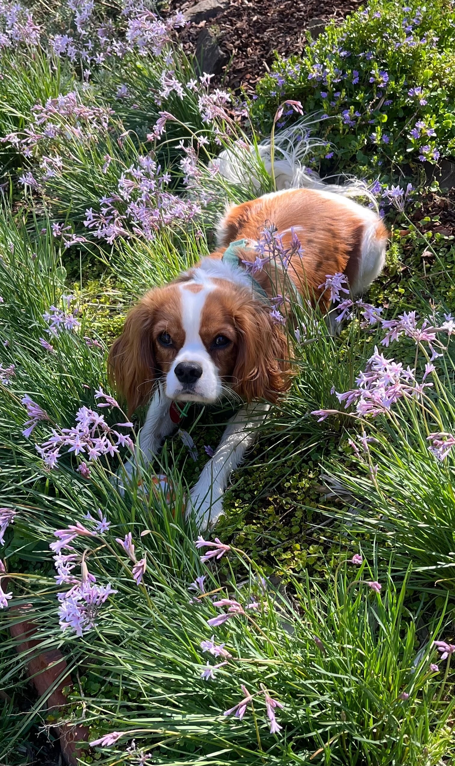 Lost pets , photo: Stolen Blenheim Cavalier: Grattan St.