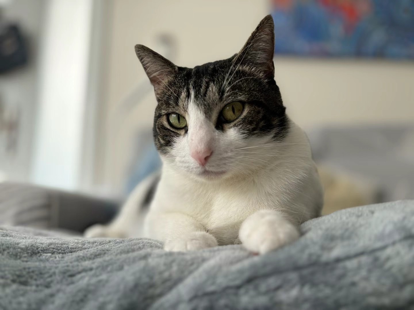 Lost pets , photo: Lost Large Tabby Cat: Black & White, Canterbury