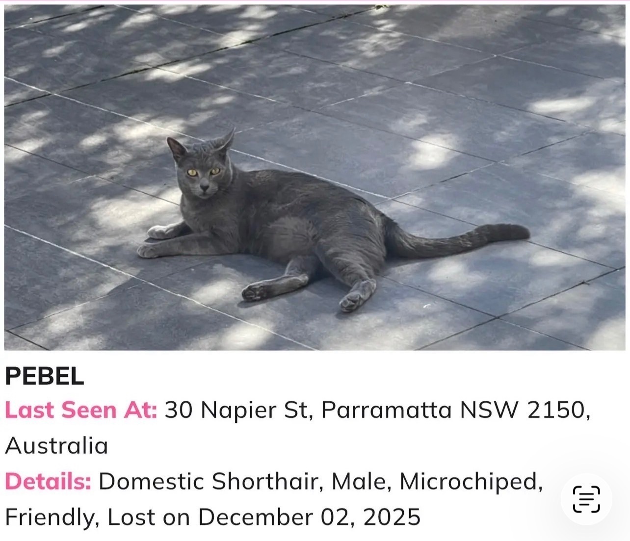 Missing cat , photo: Lost Friendly Grey Cat on Napier Street