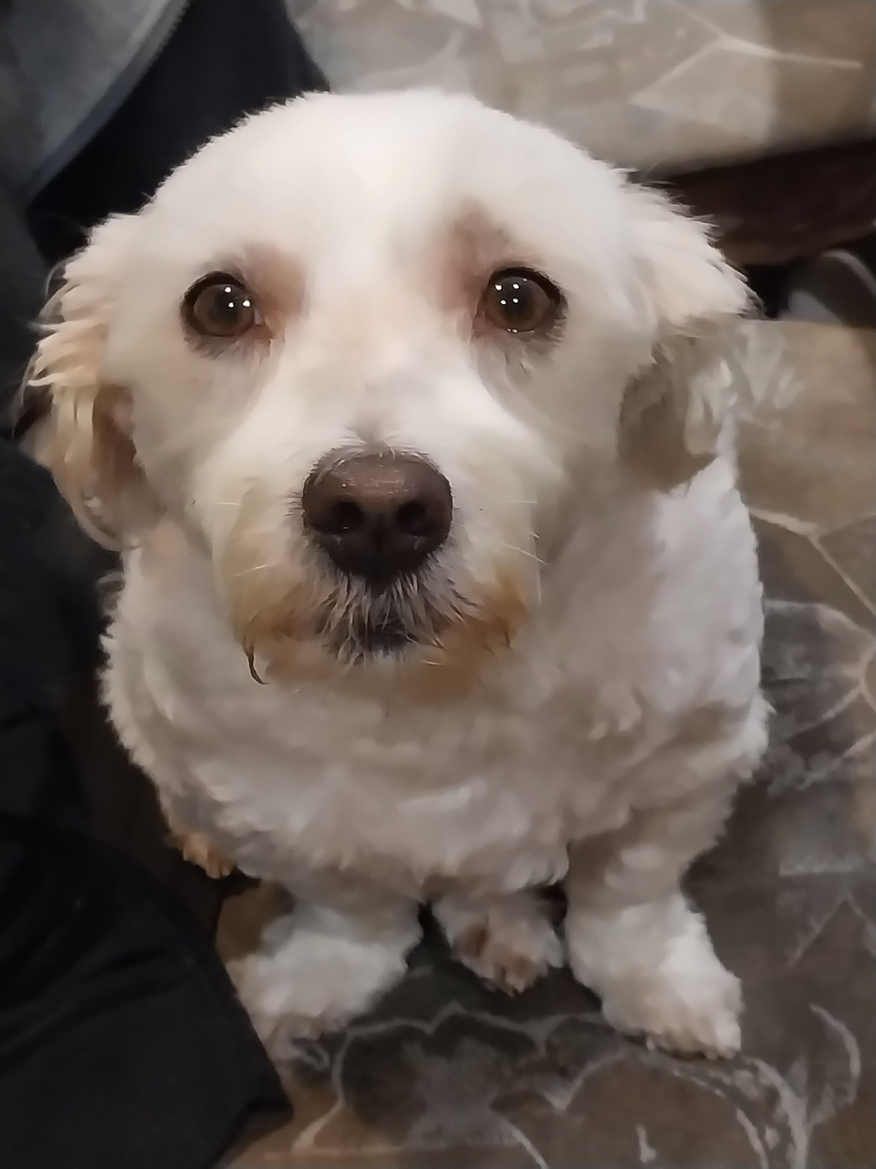 Lost White Dog: Missing from Banks Dr.
