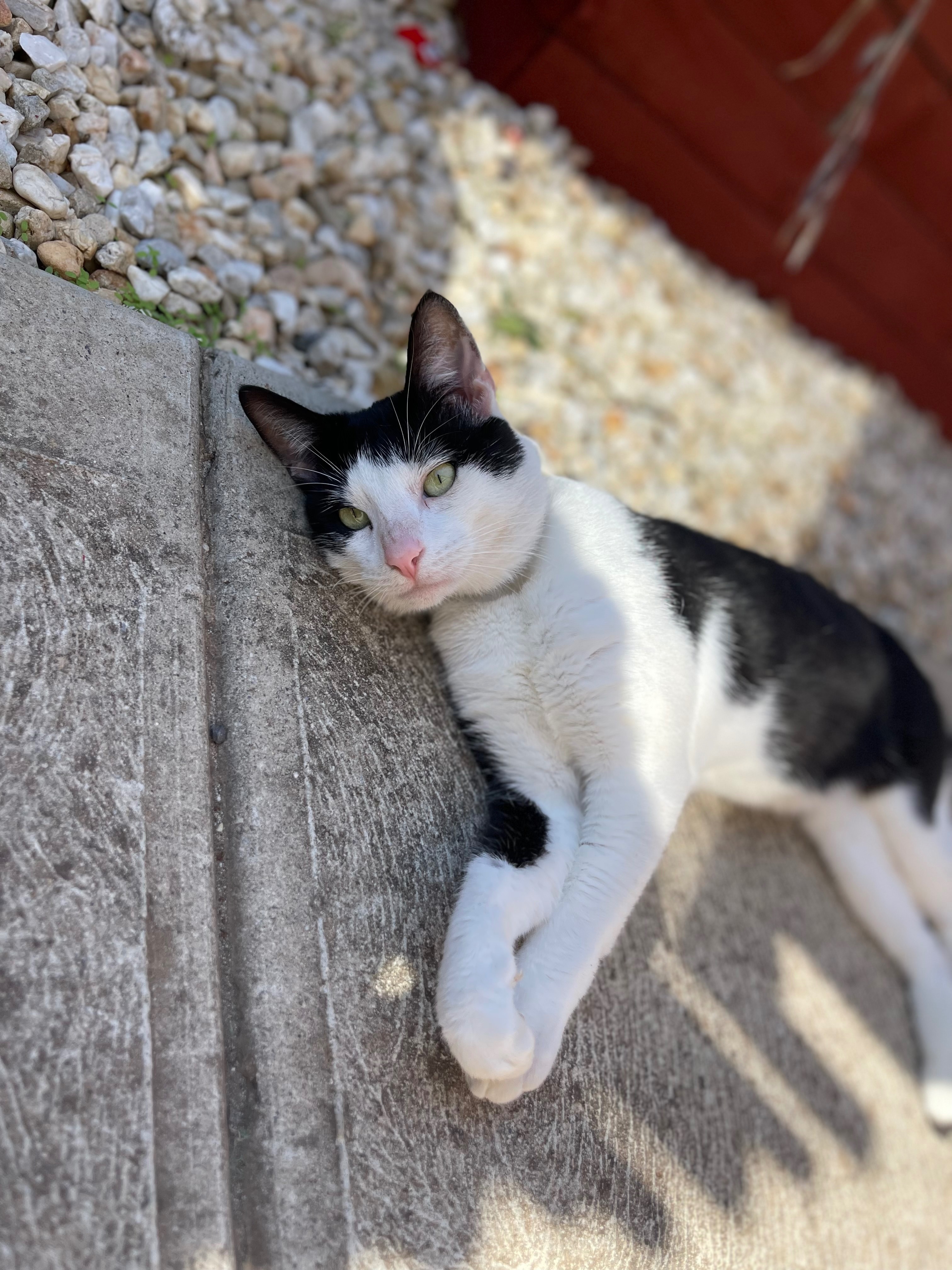 Lost: Black & White Tabby in Melton, VIC