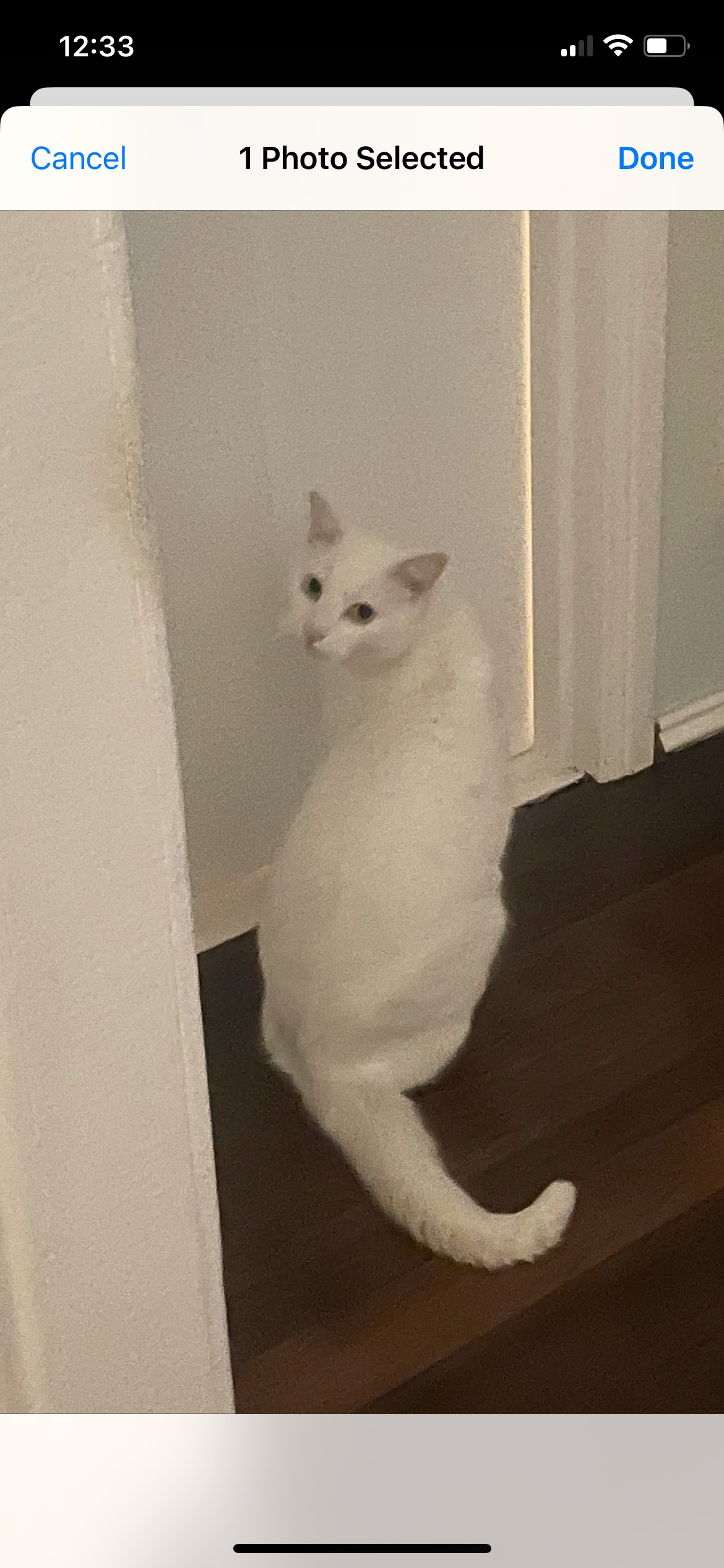 Missing cat Swan, photo: Lost: White Cat Mr Yang in Swan Area