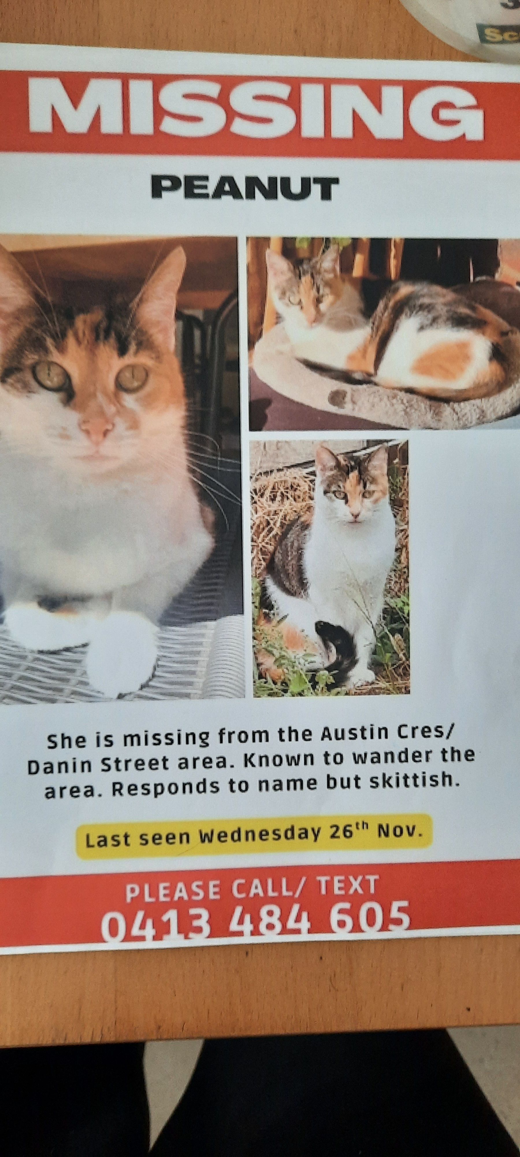 Lost pets , photo: Lost Cat: Distinct Orange & Black, Nervous