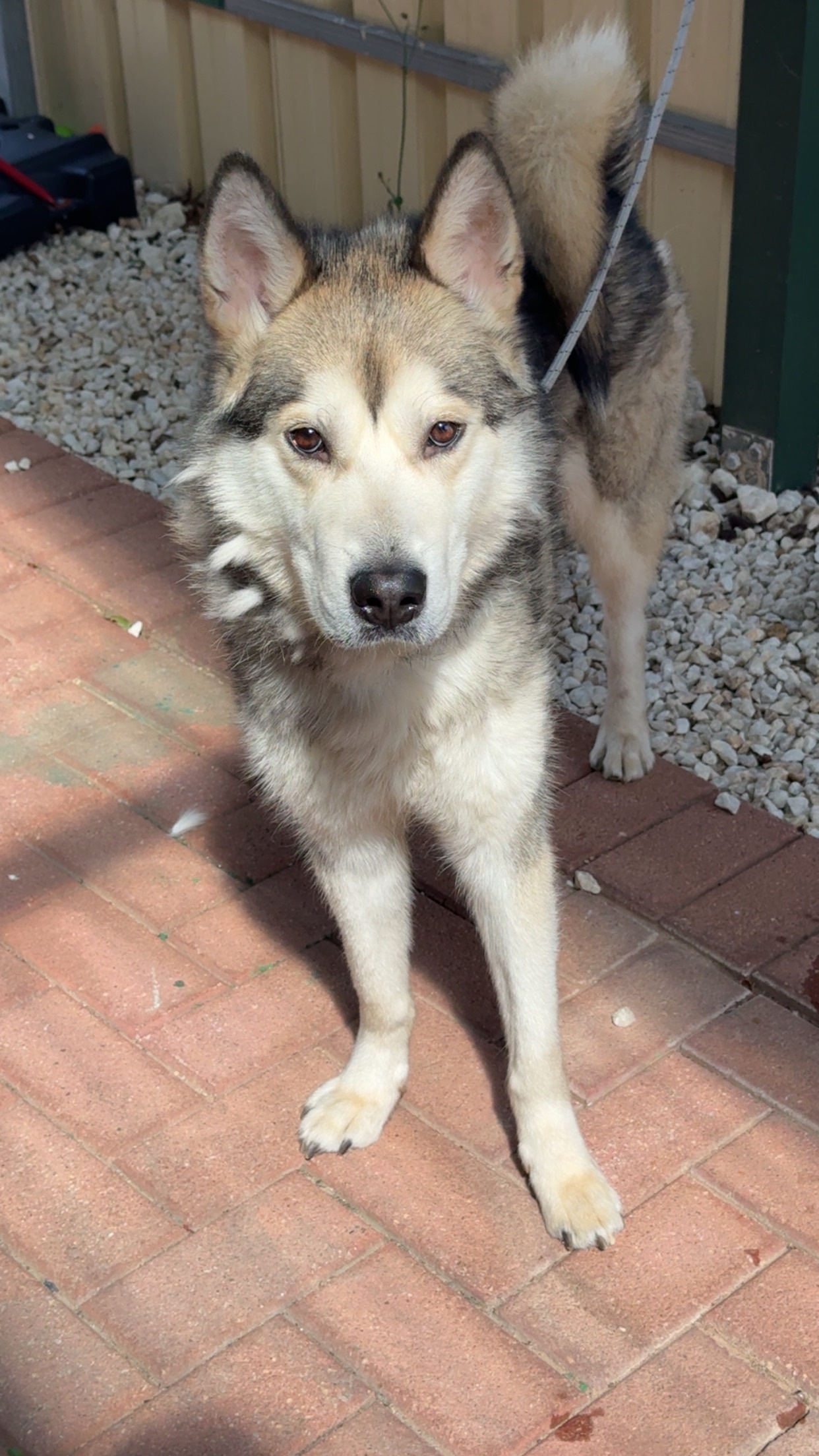 Found dog Adelaide, photo: Friendly Male Husky Found in Adelaide