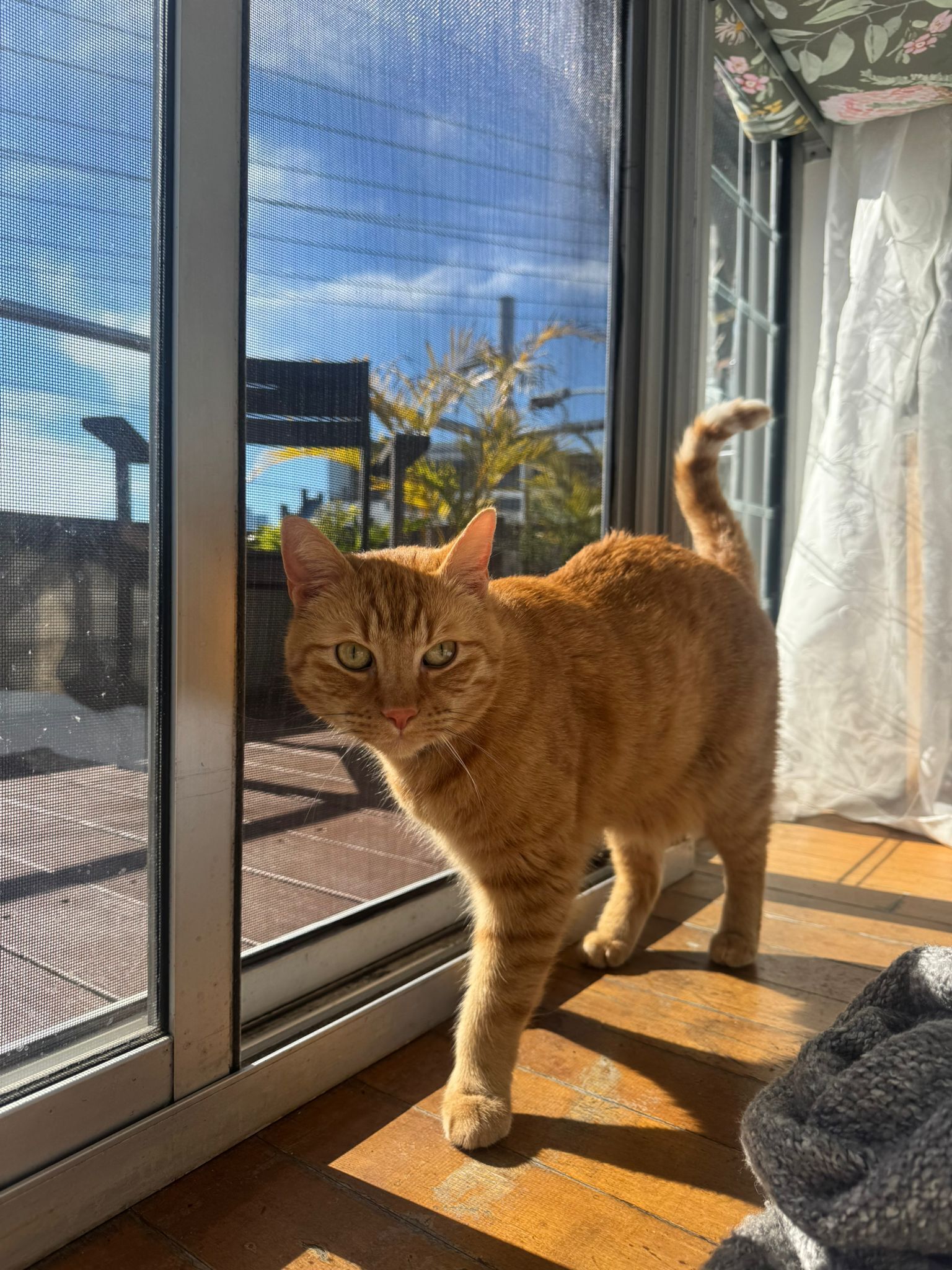 Lost Cat: Black Collar & AirTag Found!