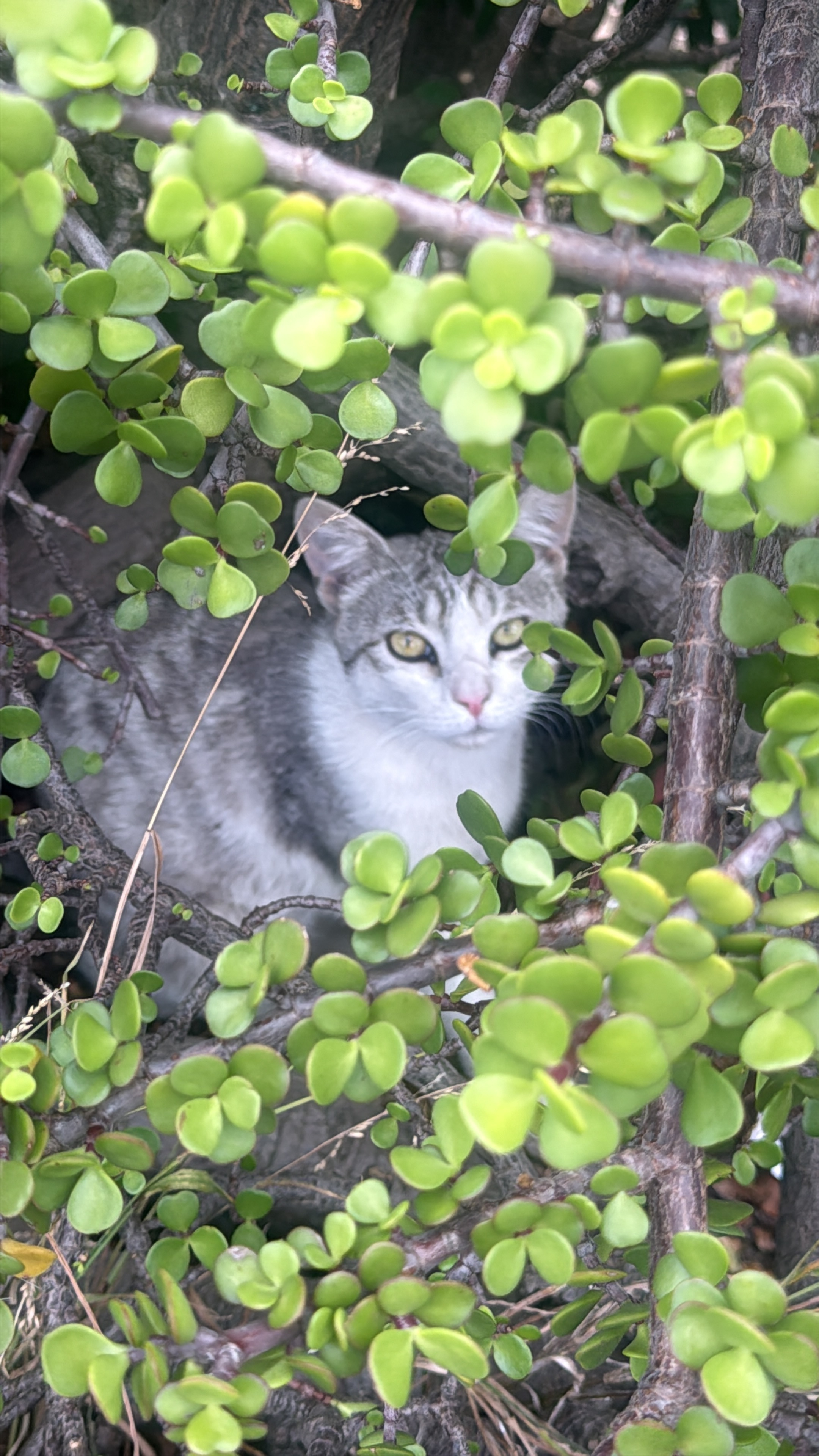 Lost Gentle Giant Cat in Georges River
