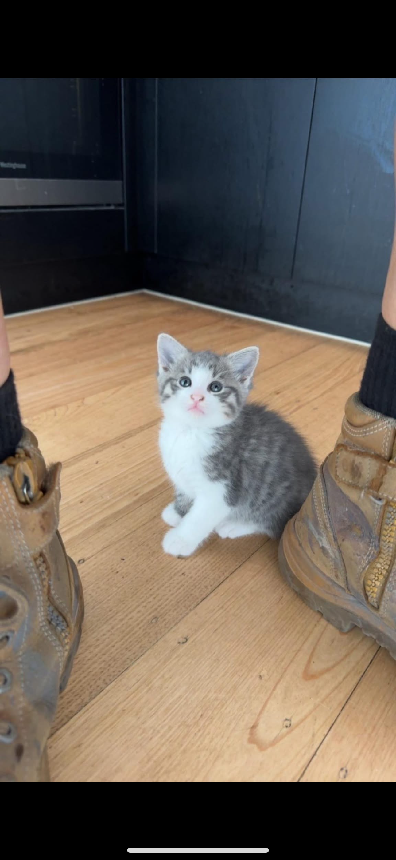 Lost Energetic Kitten in Hume City