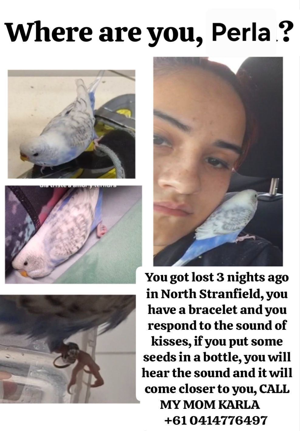 Lost pets Canada Bay, photo: Lost Bird in Canada Bay: Help Us Find!