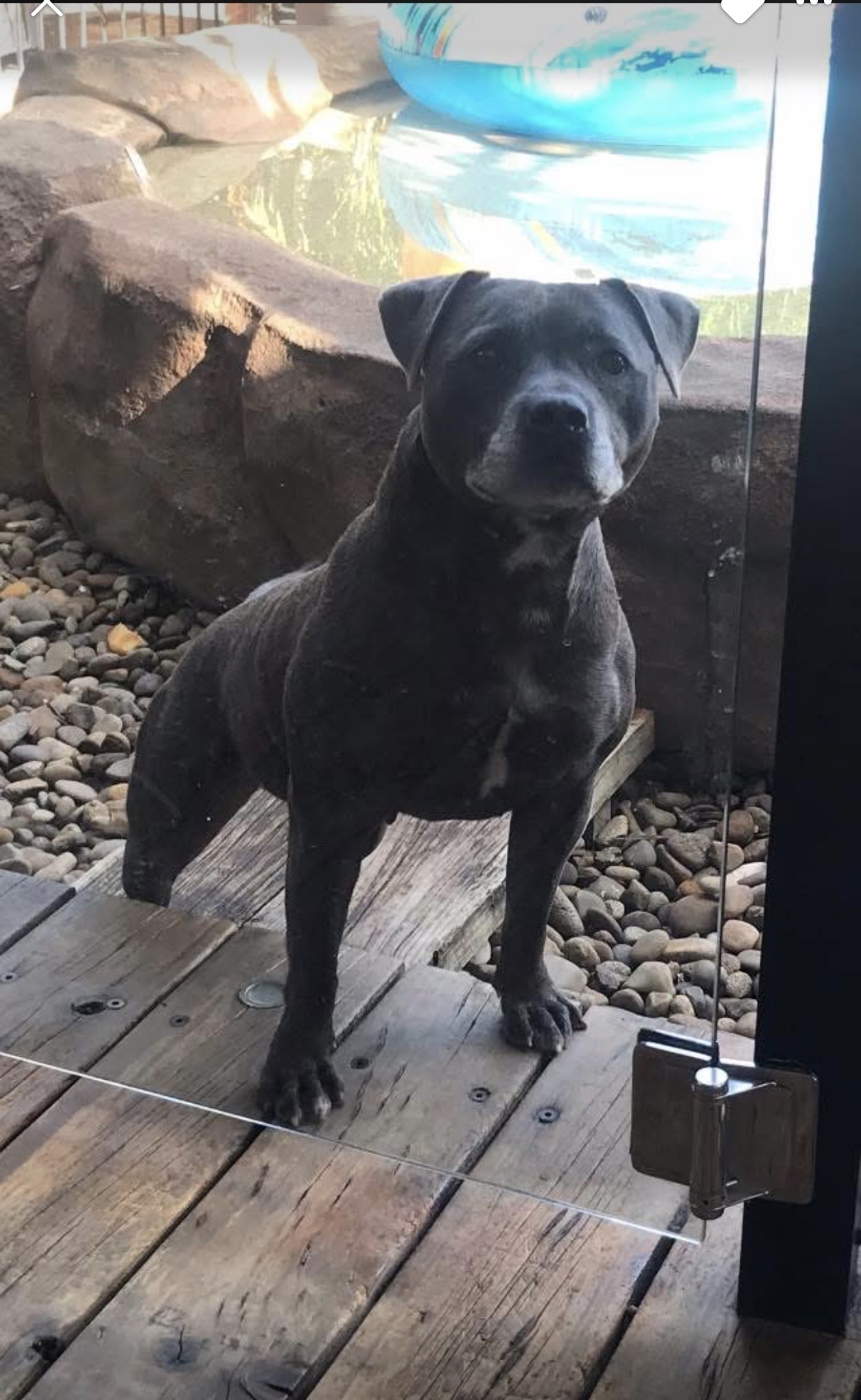 Lost Blue English Staffy in Liverpool
