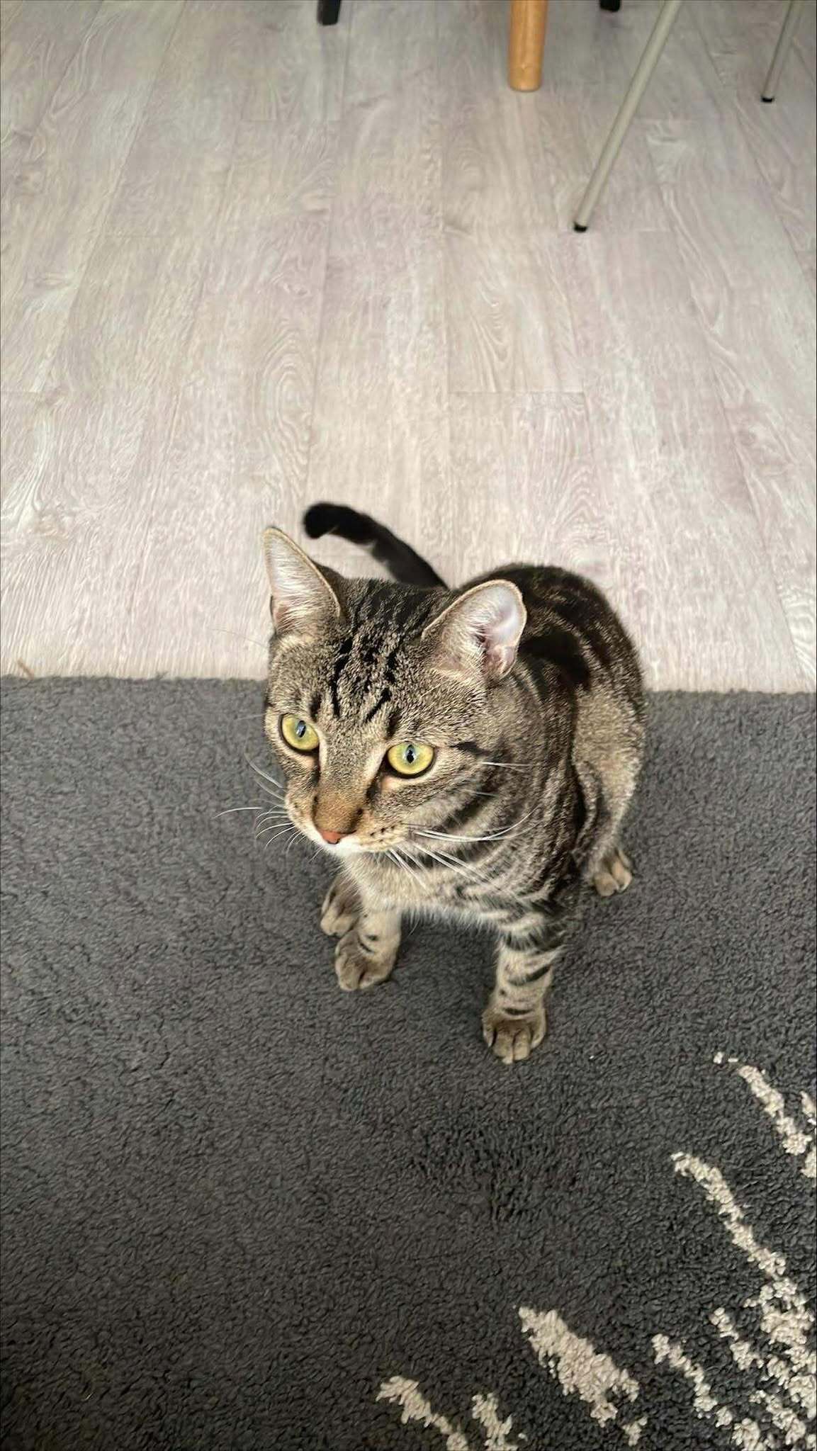 Lost Tabby Cat, 10mo, Kendall St, Parramatta