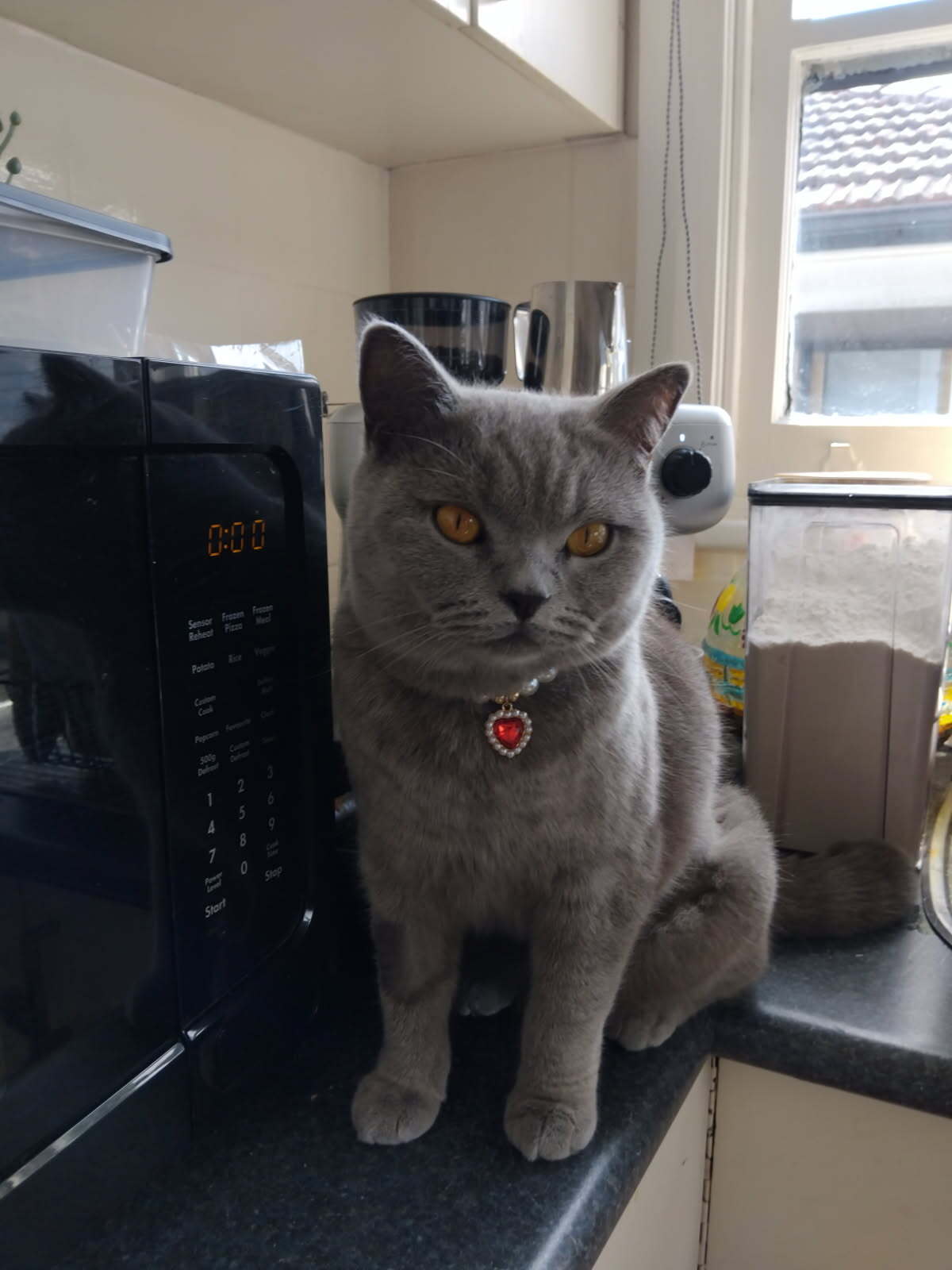 Lost Grey Cat with Yellow Collar in Parramatta