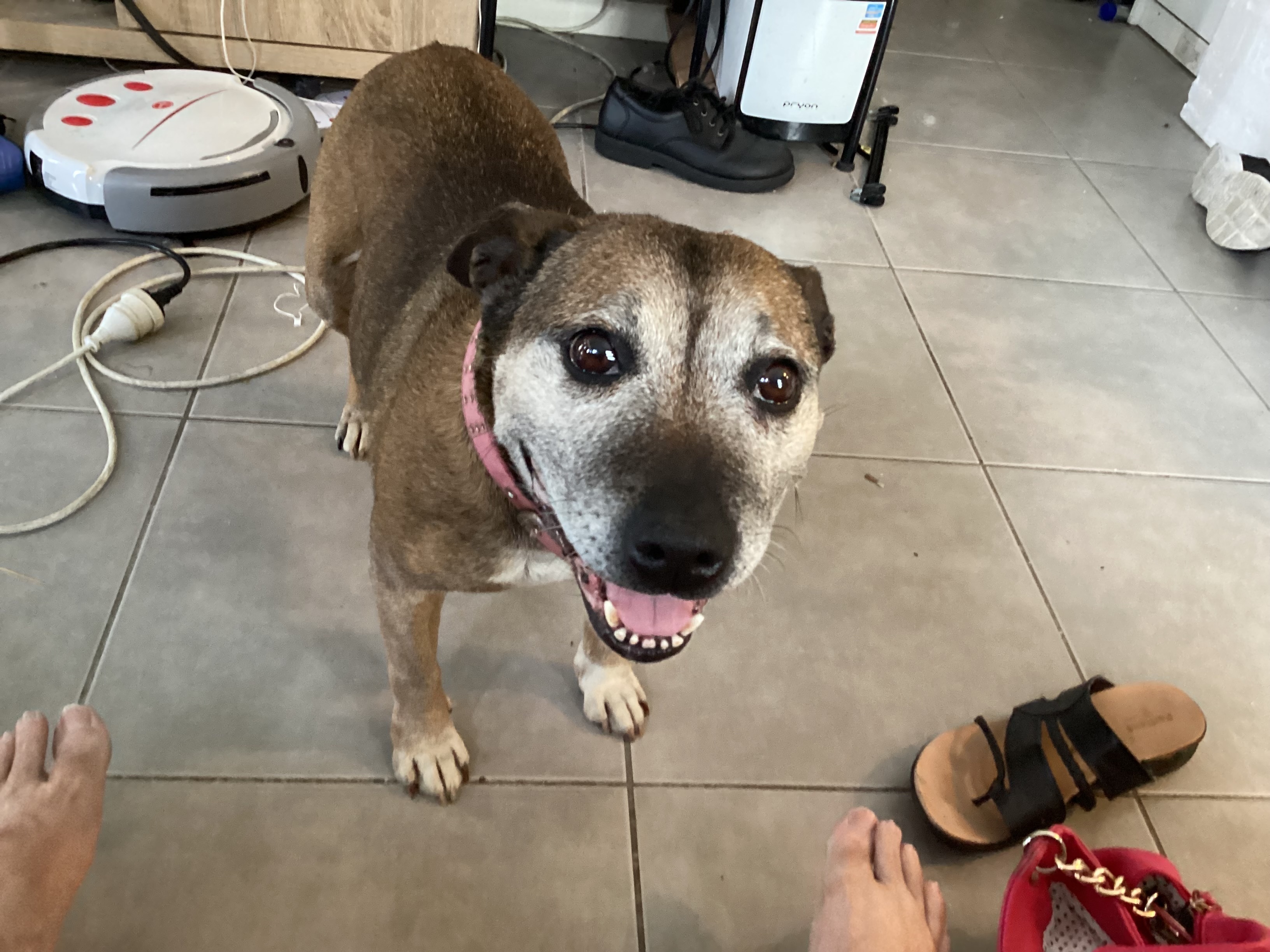 Lost Elderly Brindle Dog in Nowra Area