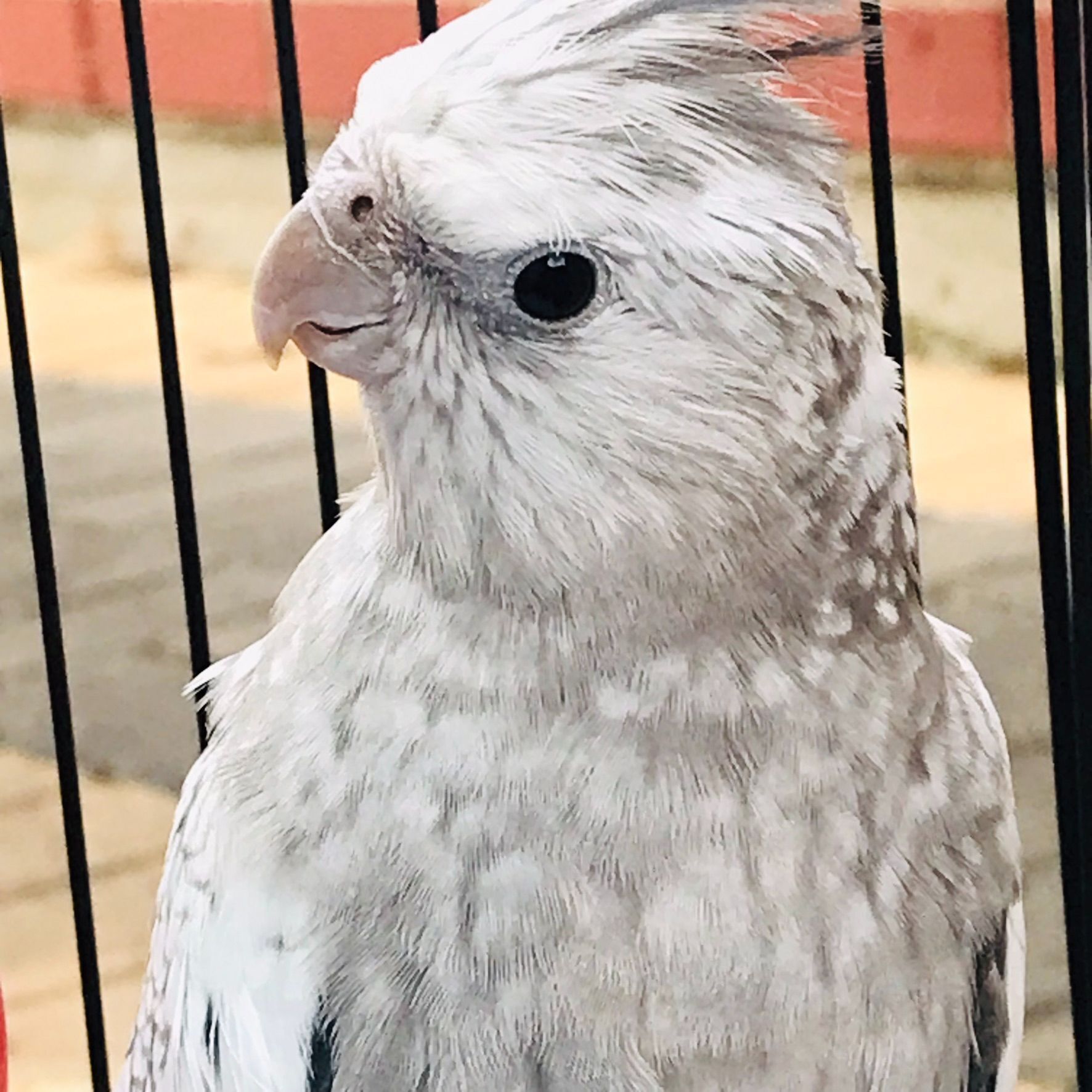 Lost White-Faced Pearl Cockatiel Alert!