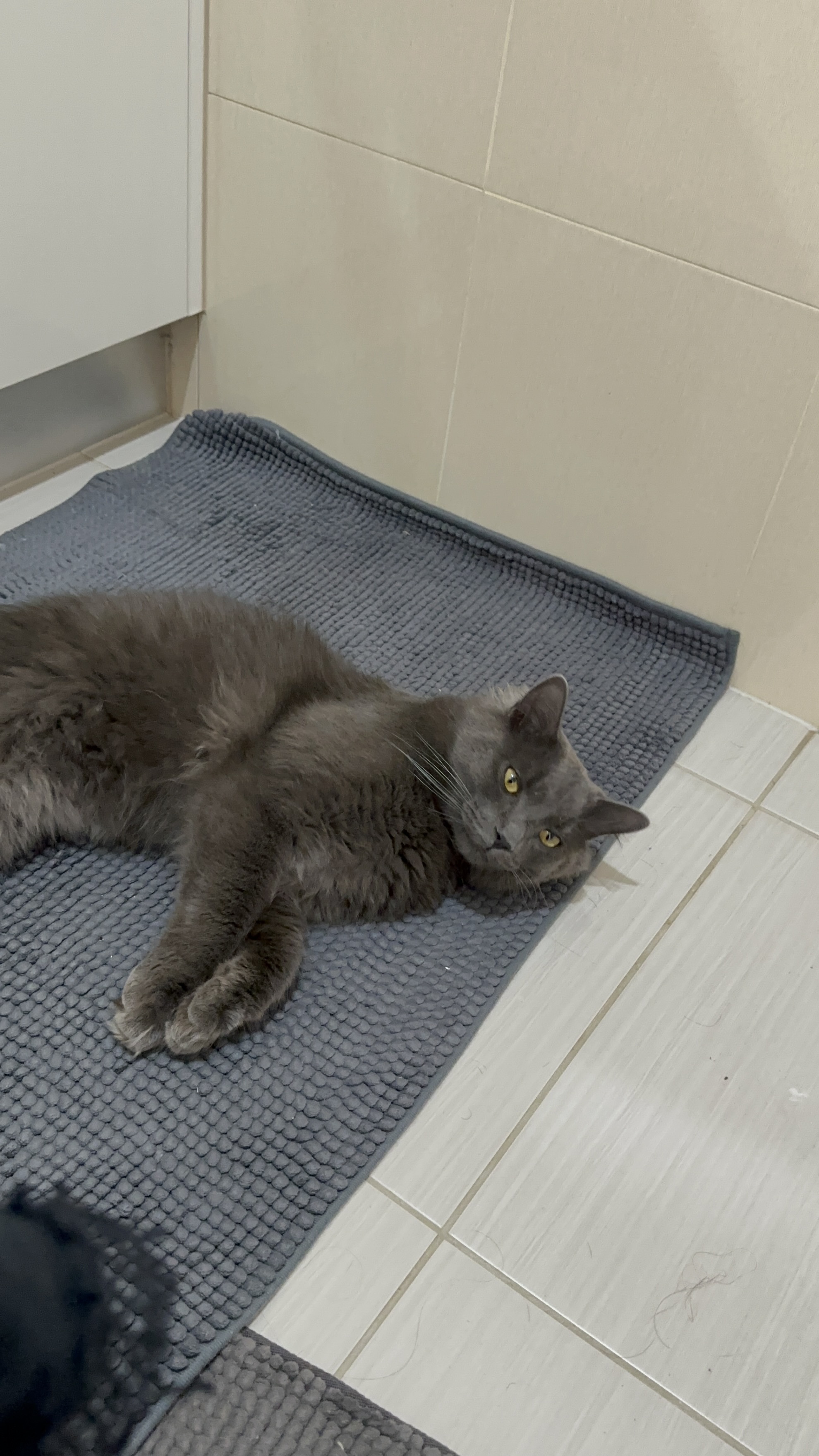 Lost Dark Grey Cat on Duff Street