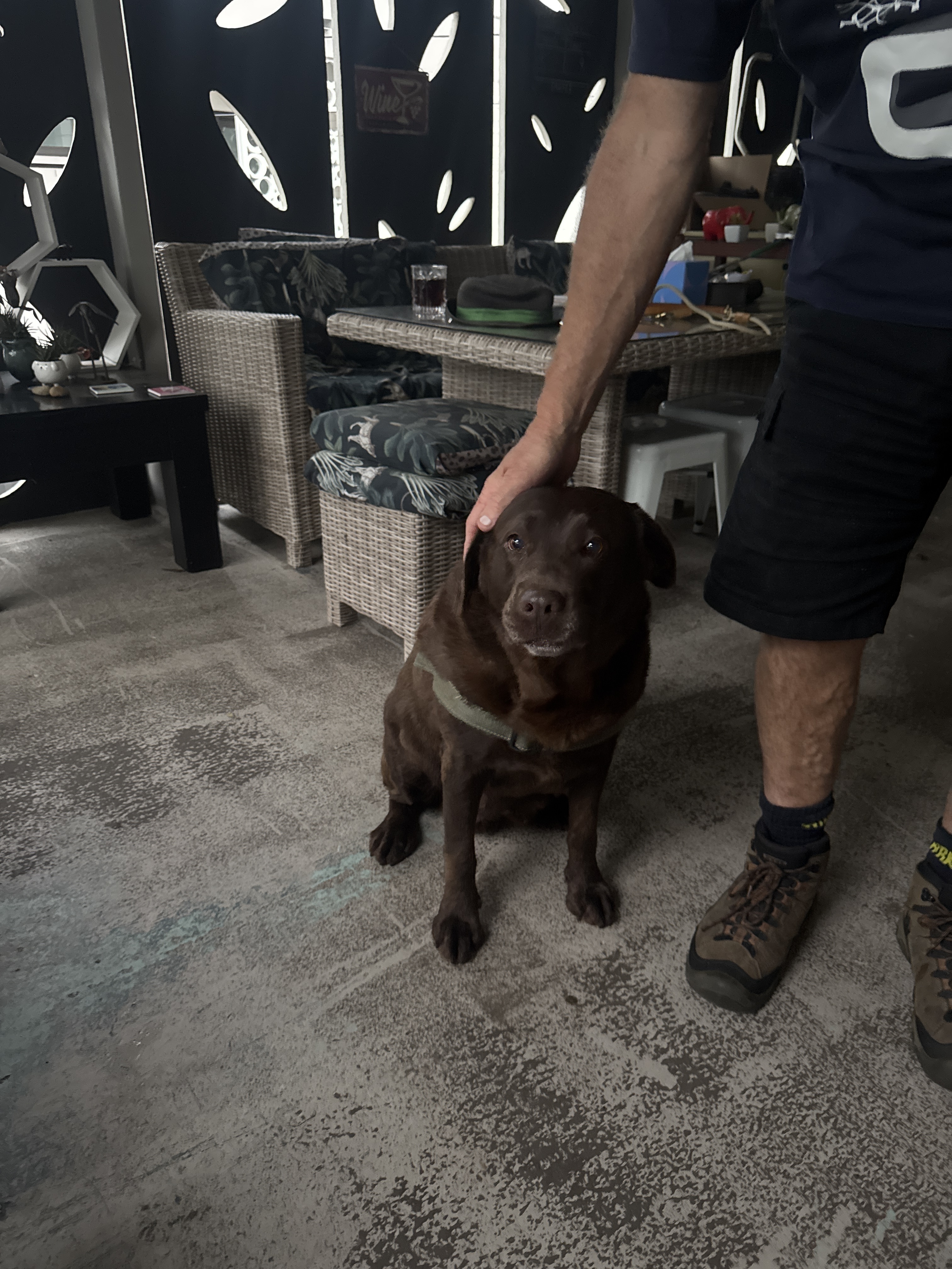 Found dog Sydney, photo: Found: Brown Dog on Magdala Rd, Sydney