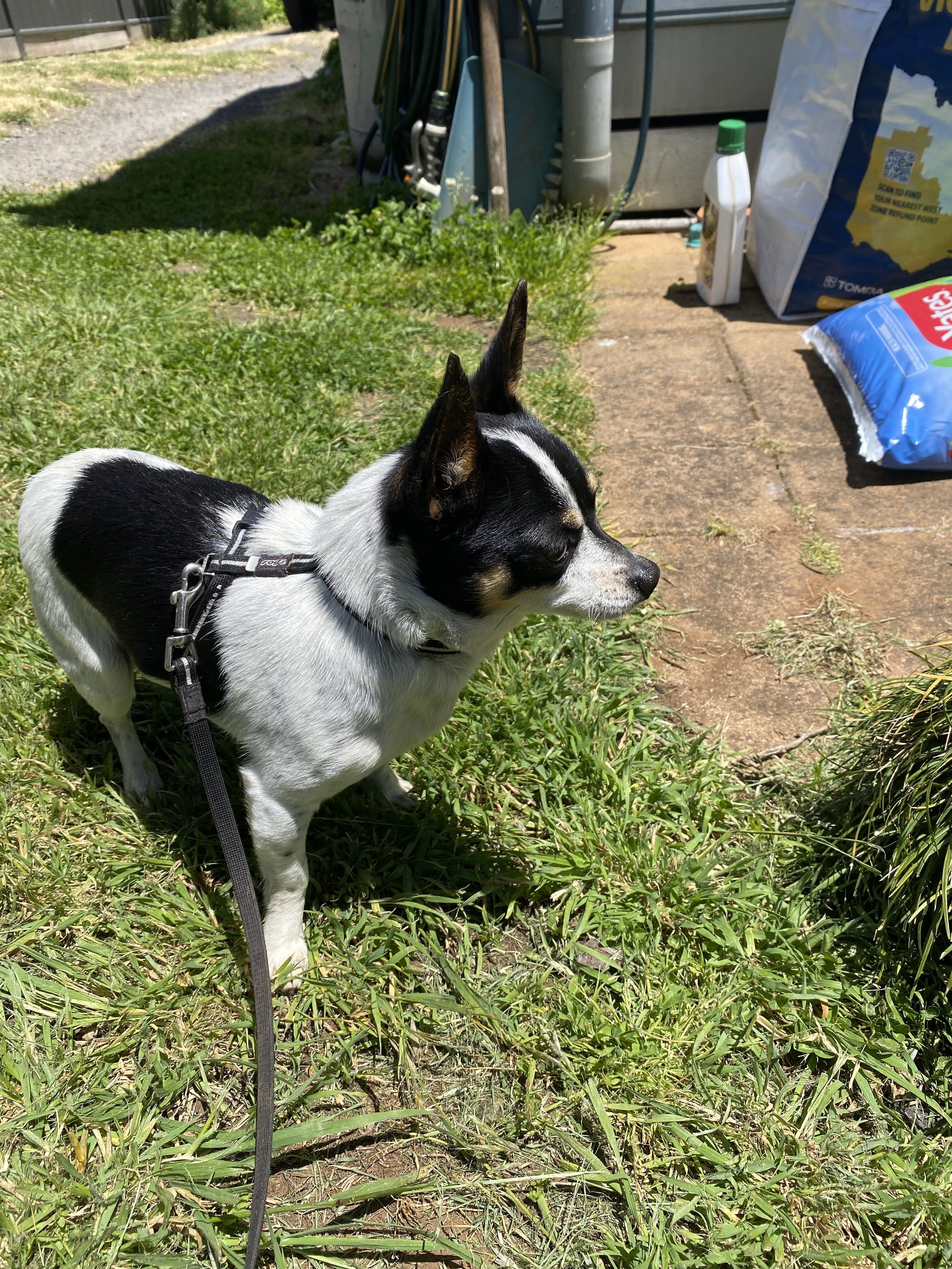 Found: Chihuahua Mix Near Ball...