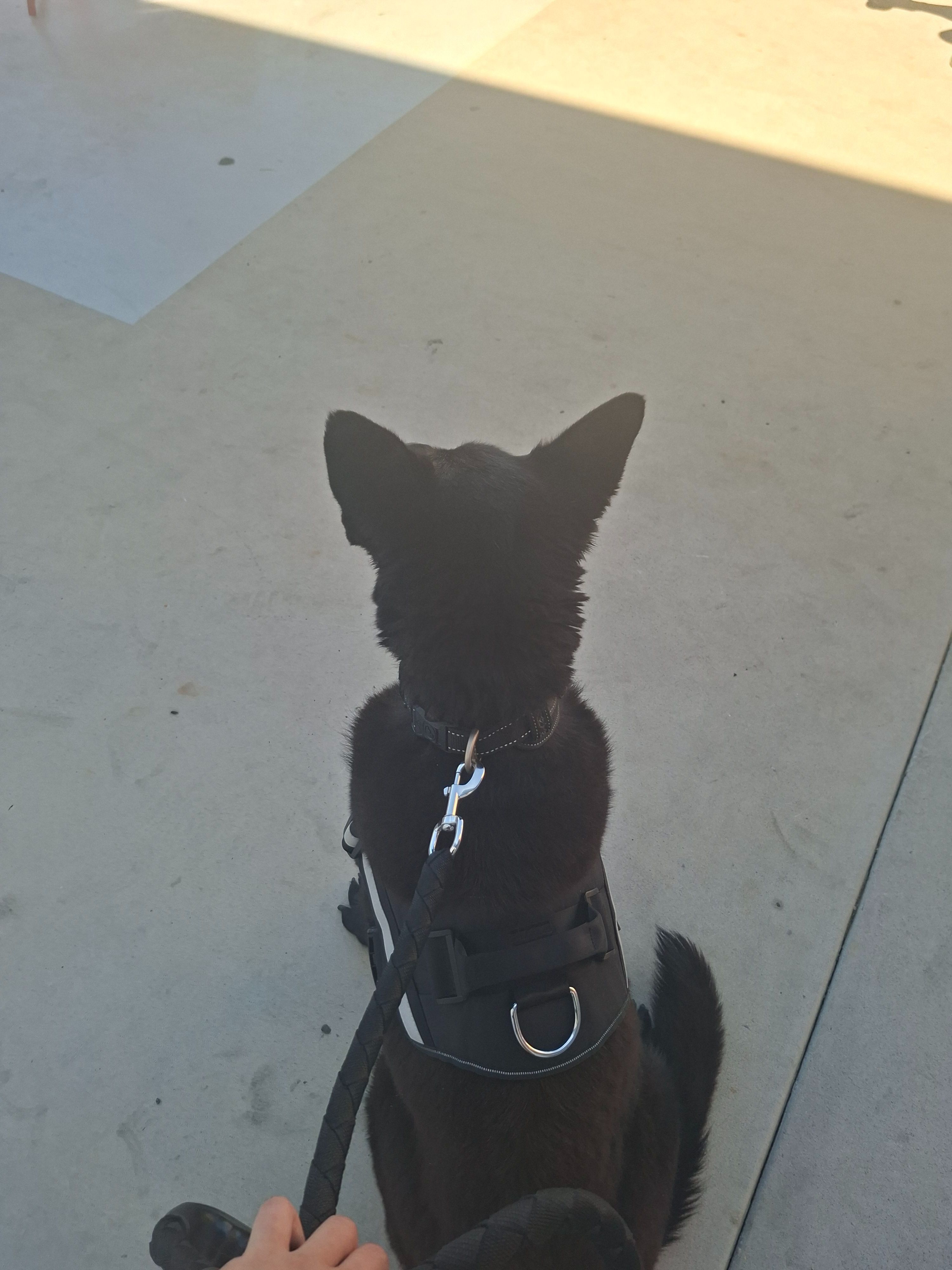 Lost: Black Shepherd Raven in Sydney Park