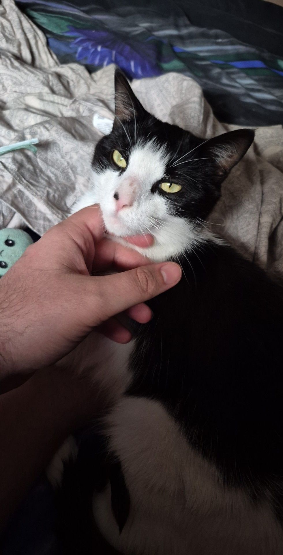 Lost Cat: Black & White, Blue Collar