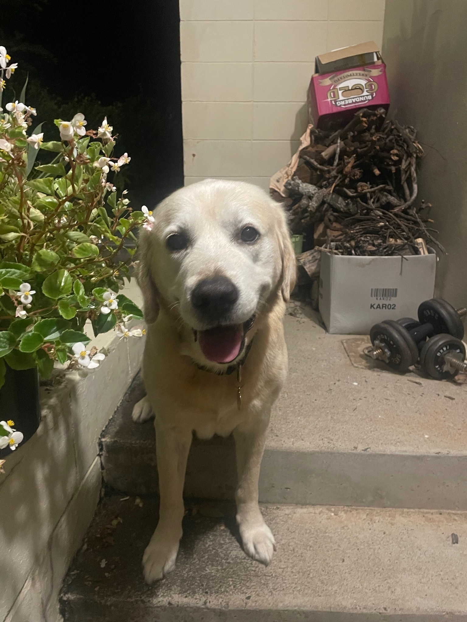 Missing Friendly Golden Retriever Mix