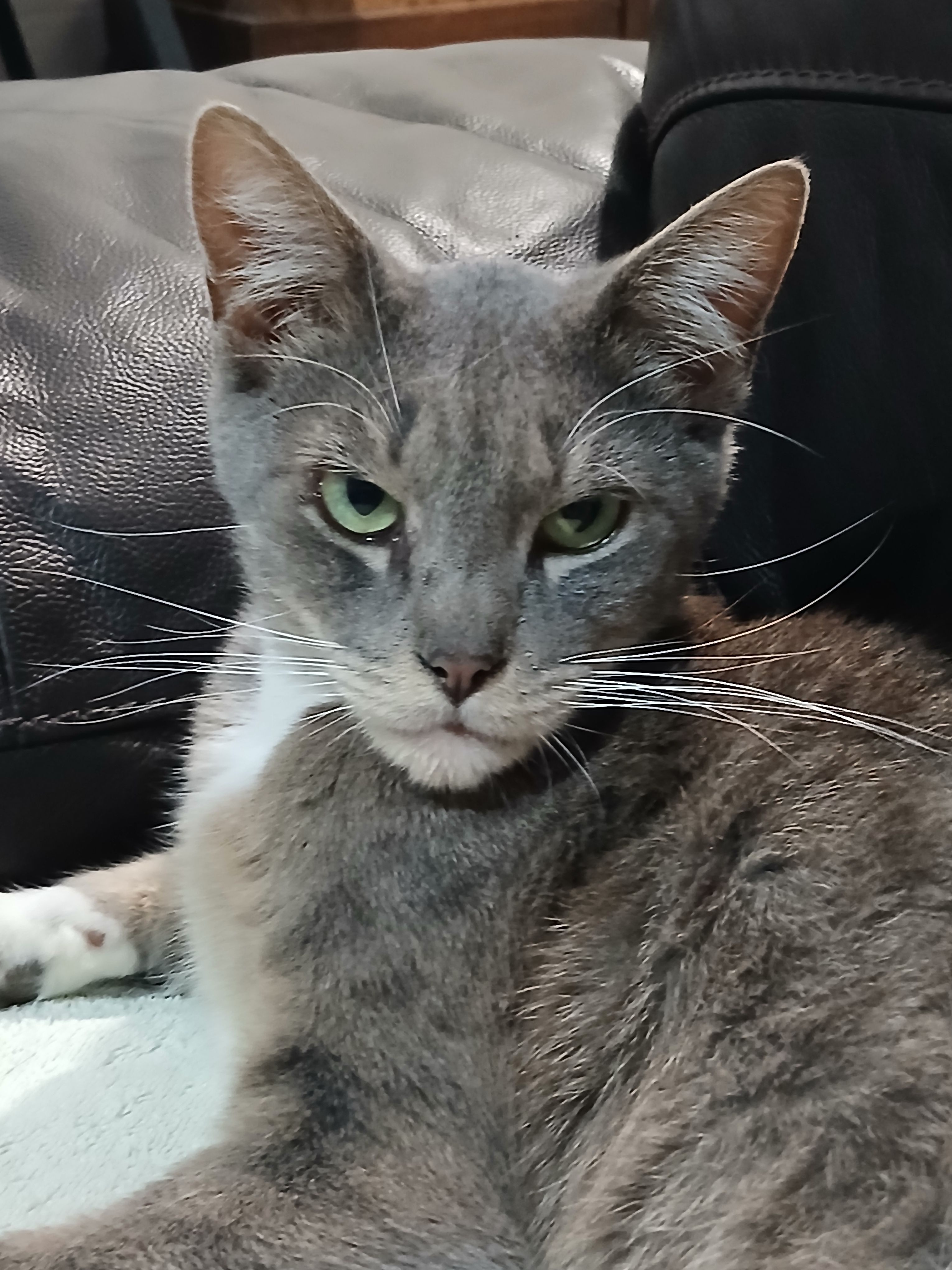 Lost Grey Tabby: McMaster St, Vic Park