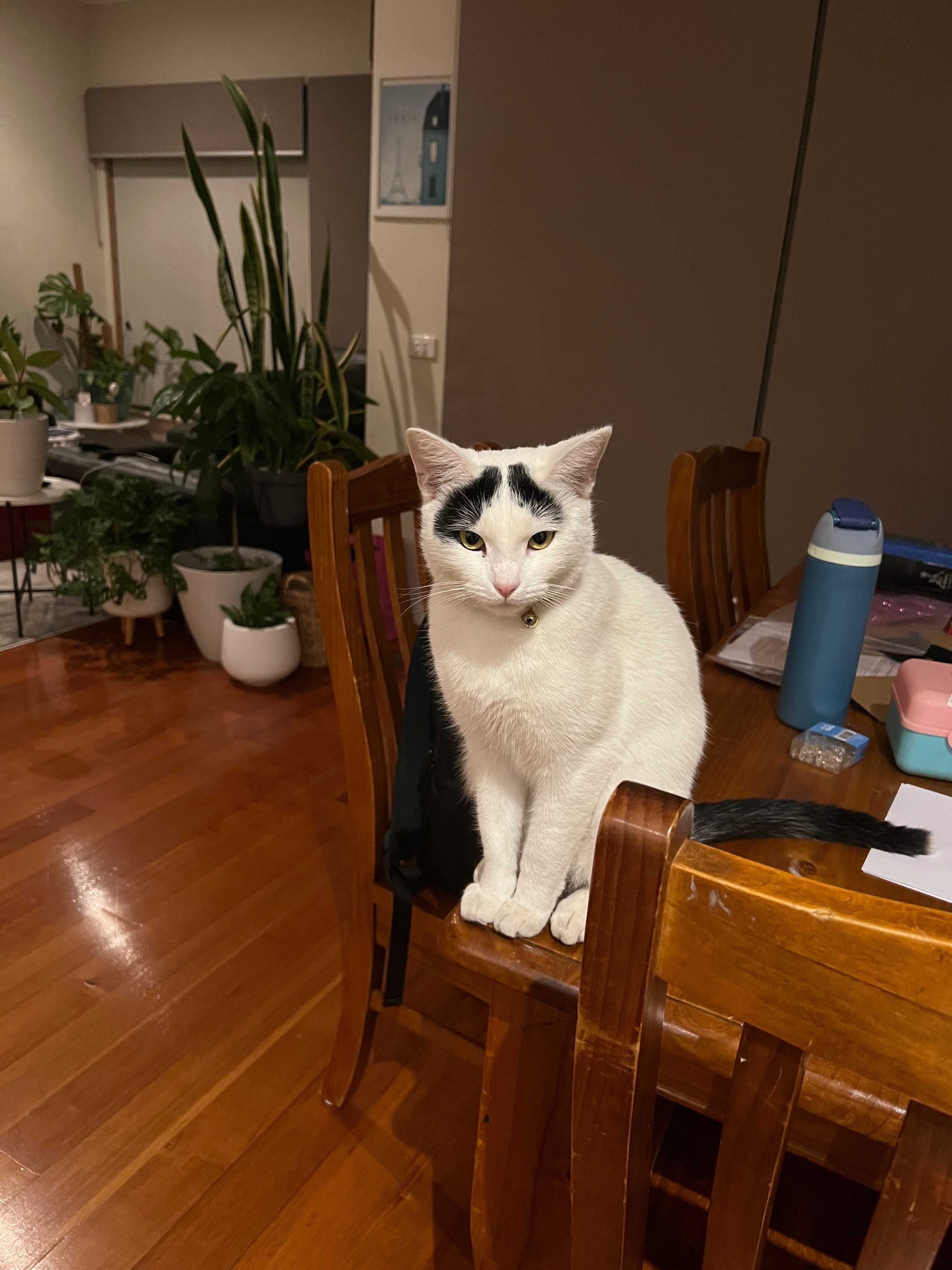 Lost Cat on Arthur St, Maribyrnong