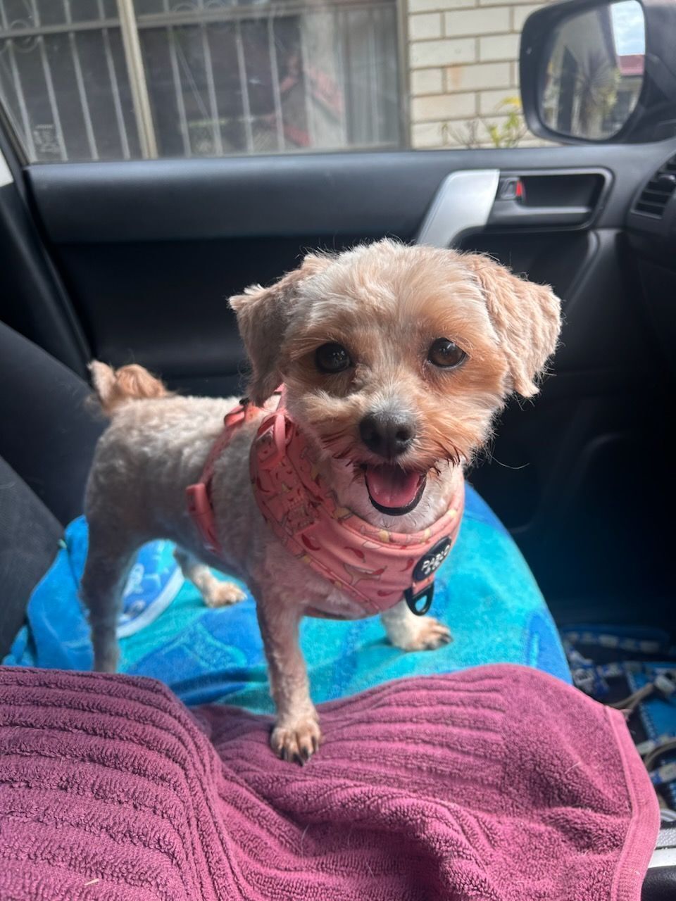 Lost Shih-Poo: Ginga Missing in Brisbane