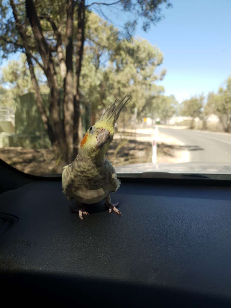 URGENT: Lost Cockatiel in Gold...