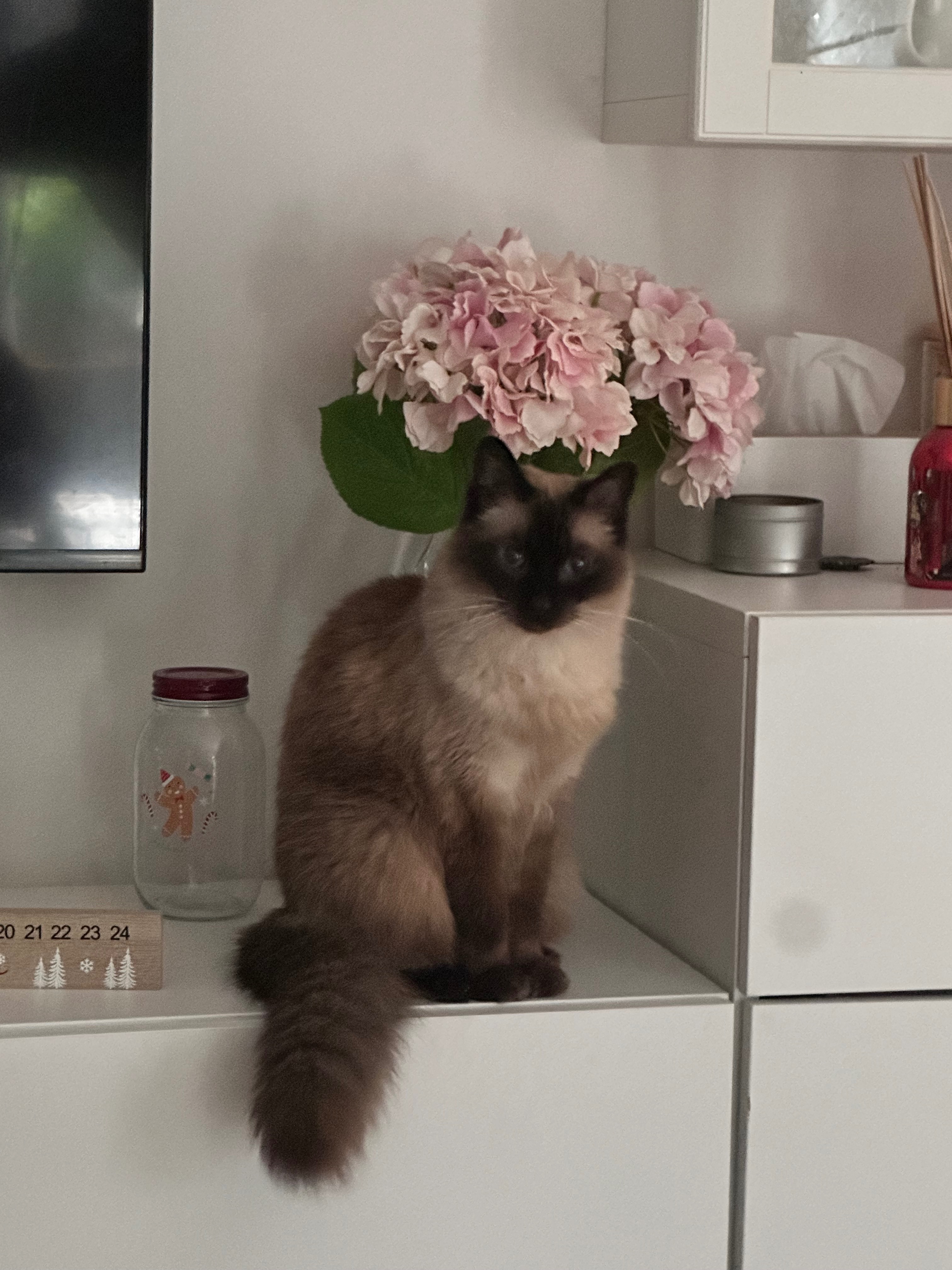 Lost 15-Year-Old Ragdoll x Balinese Cat