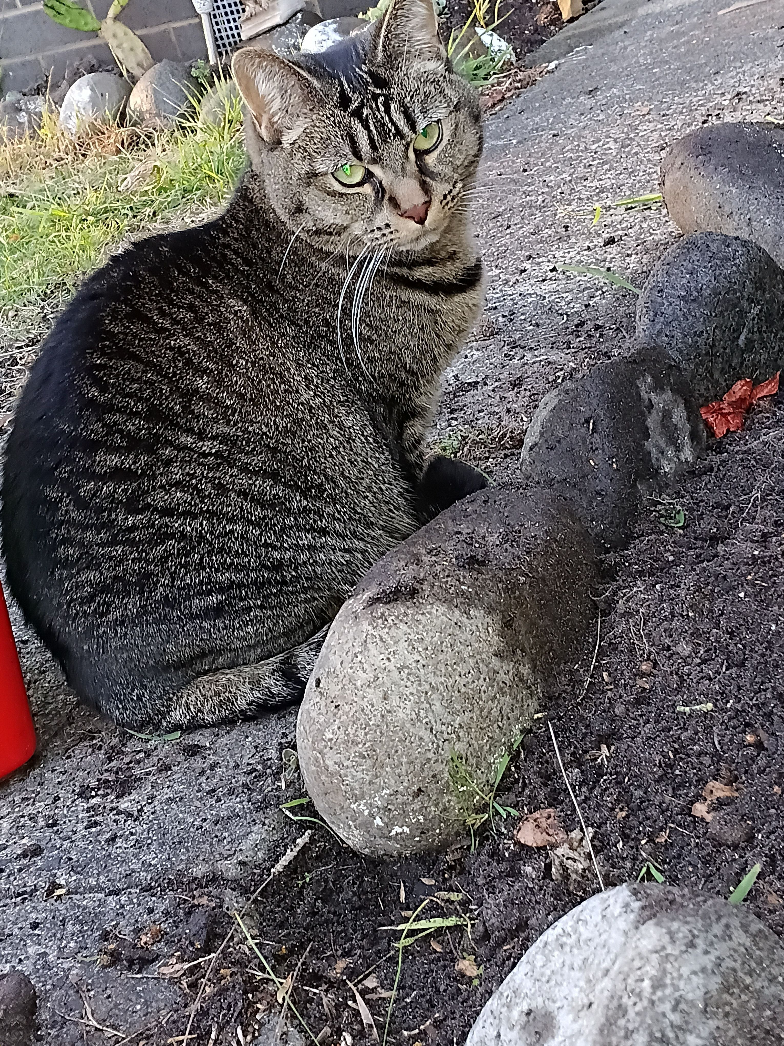 Lost Cat Stella: Friendly, Shy on Pine Ave