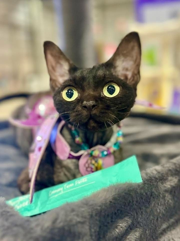 Lost Devon Rex Cat: Unique & Wavy Coat