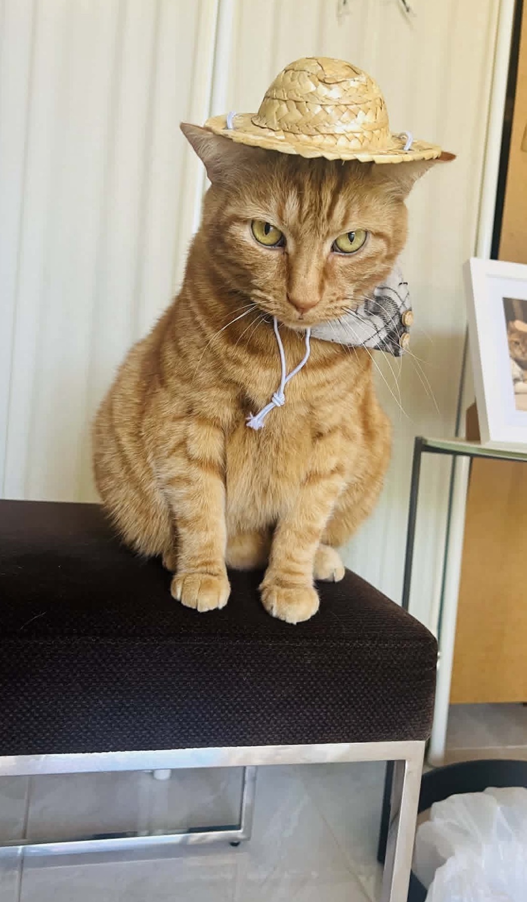 Lost Timid Ginger Tabby on Fai...