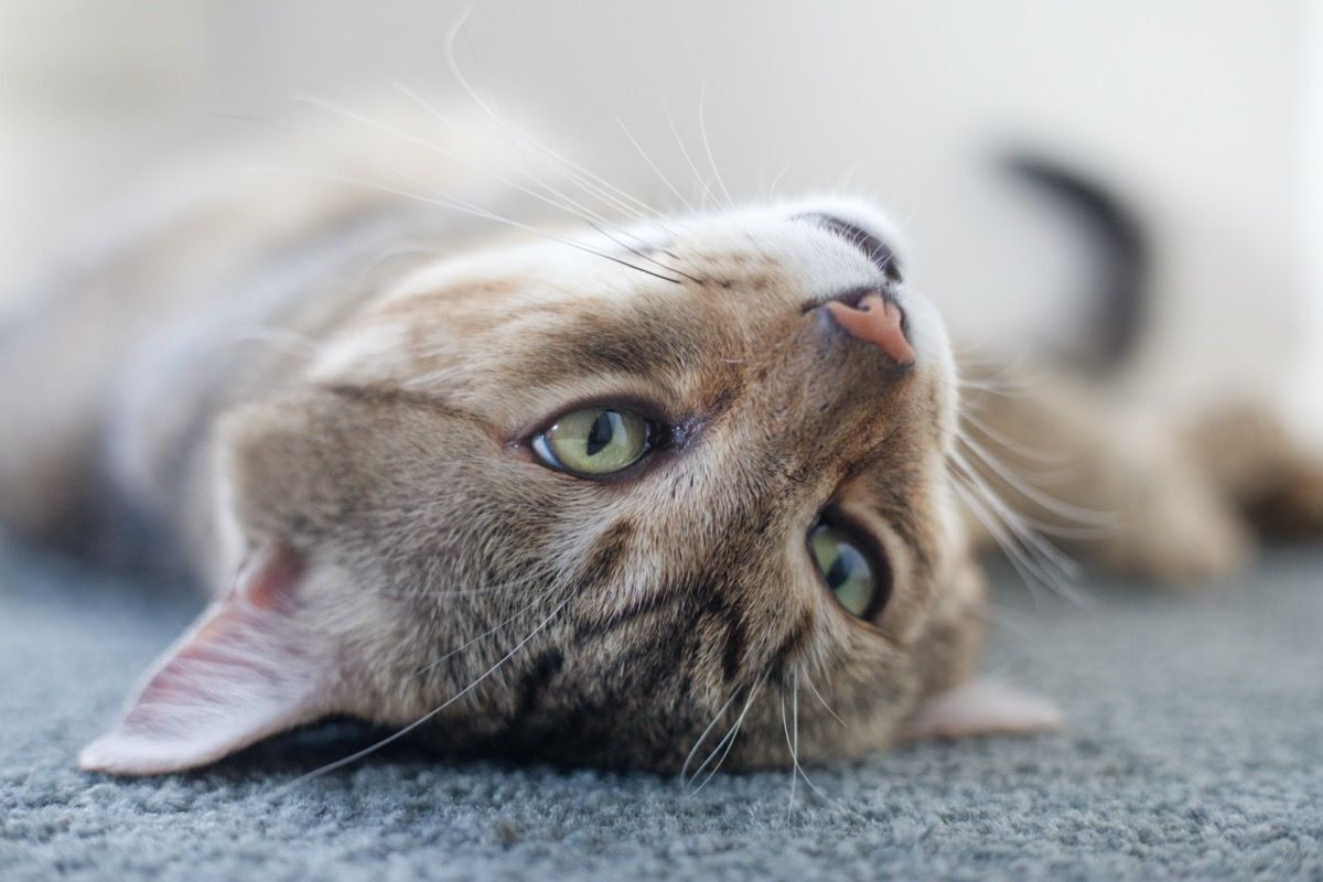 Lost Cat: Dusty - Tan & Grey Mix