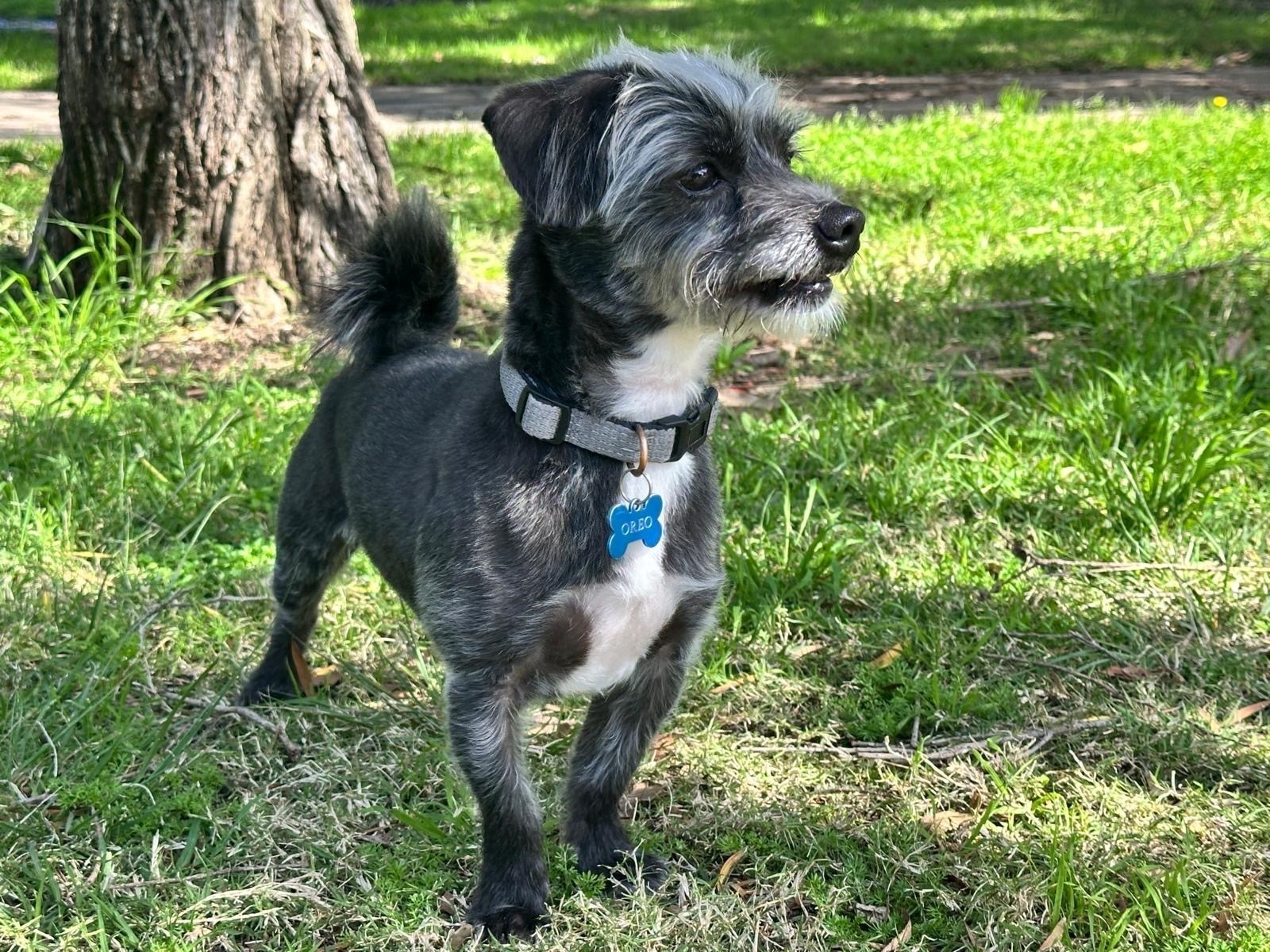 Lost Grey Dog in Parramatta, NSW
