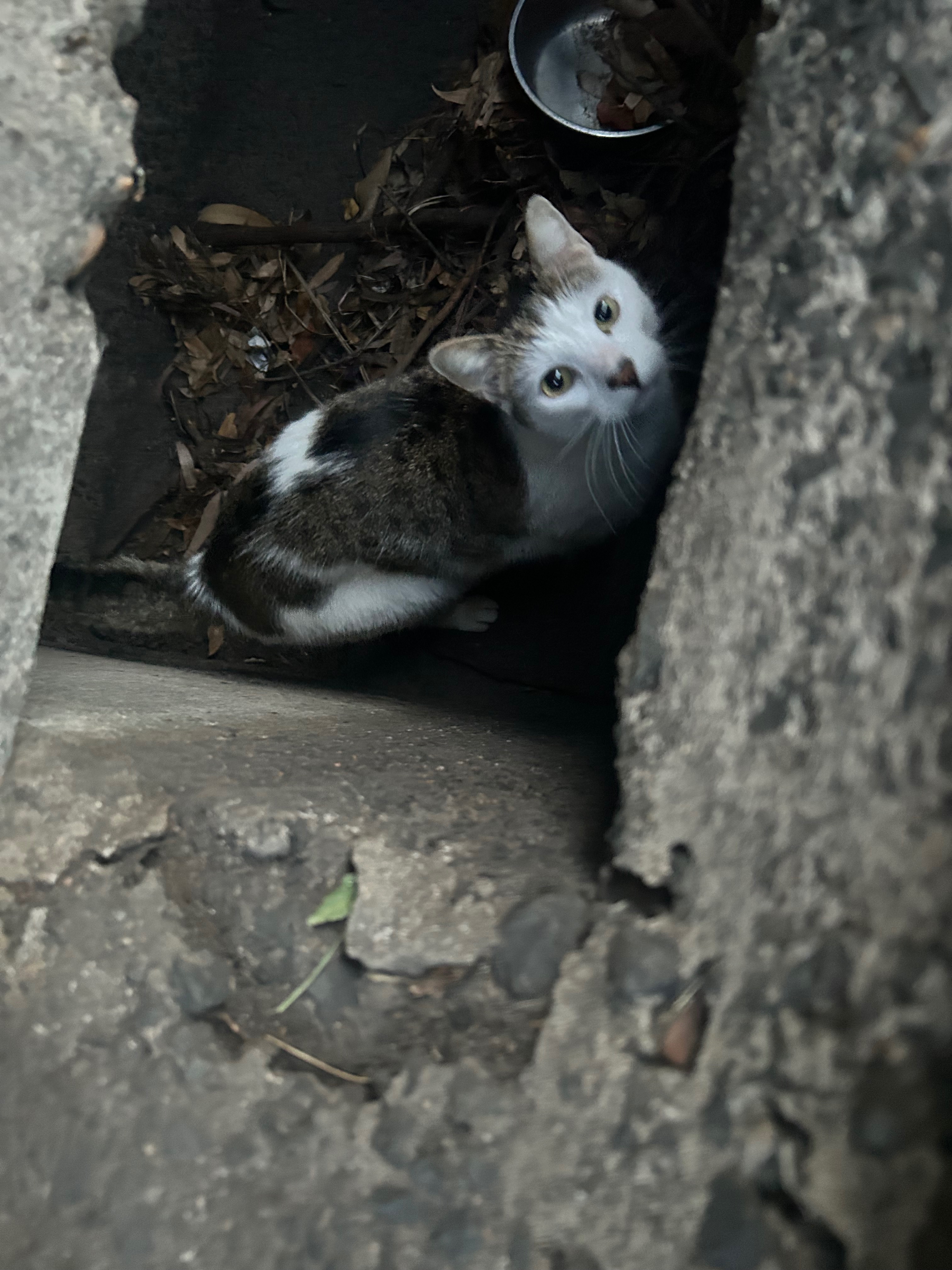 Lost Cat: White & Brown in Sutton Place