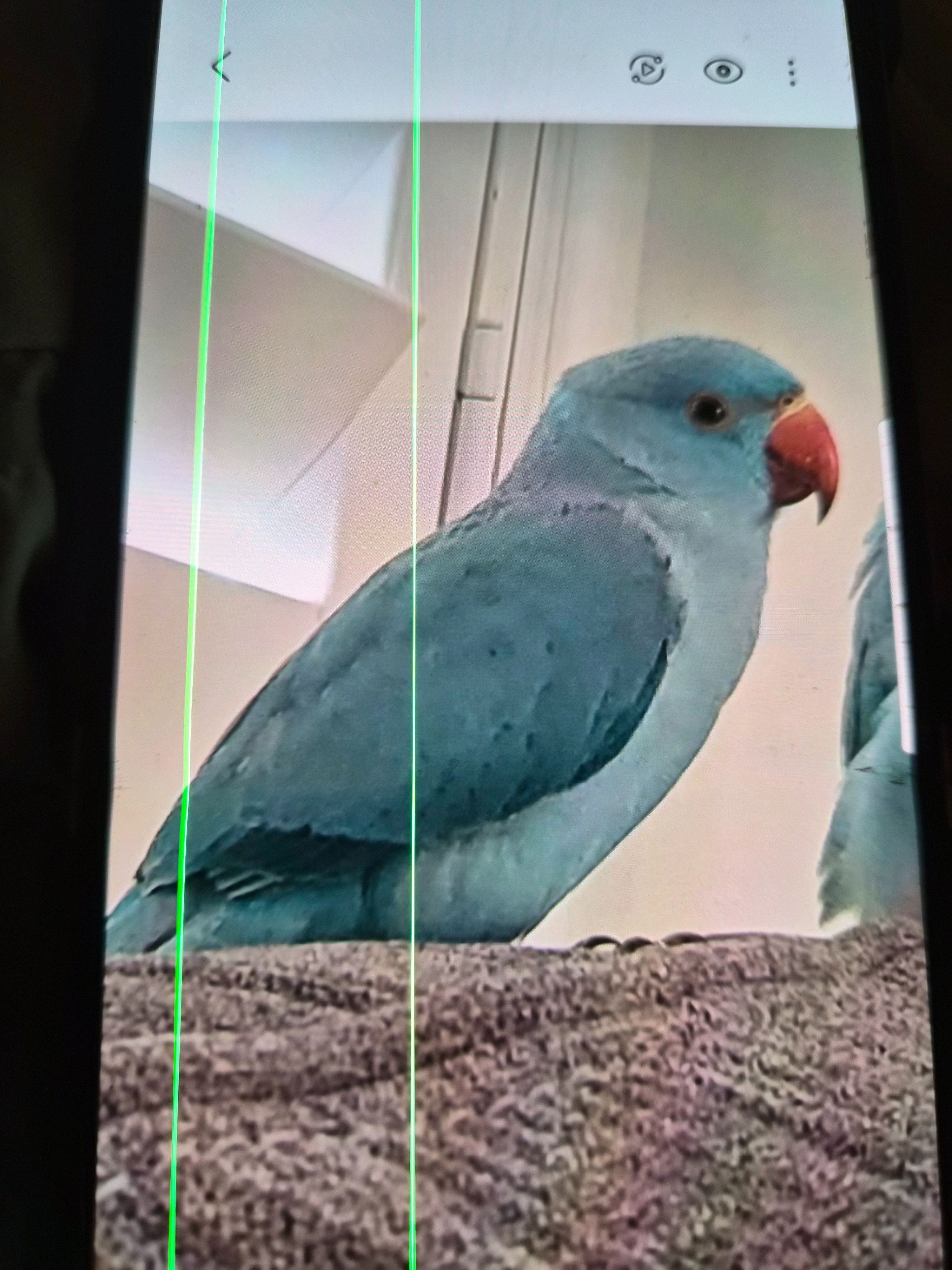 Lost Blue Ringneck: Kiki on Ballantrae Dr
