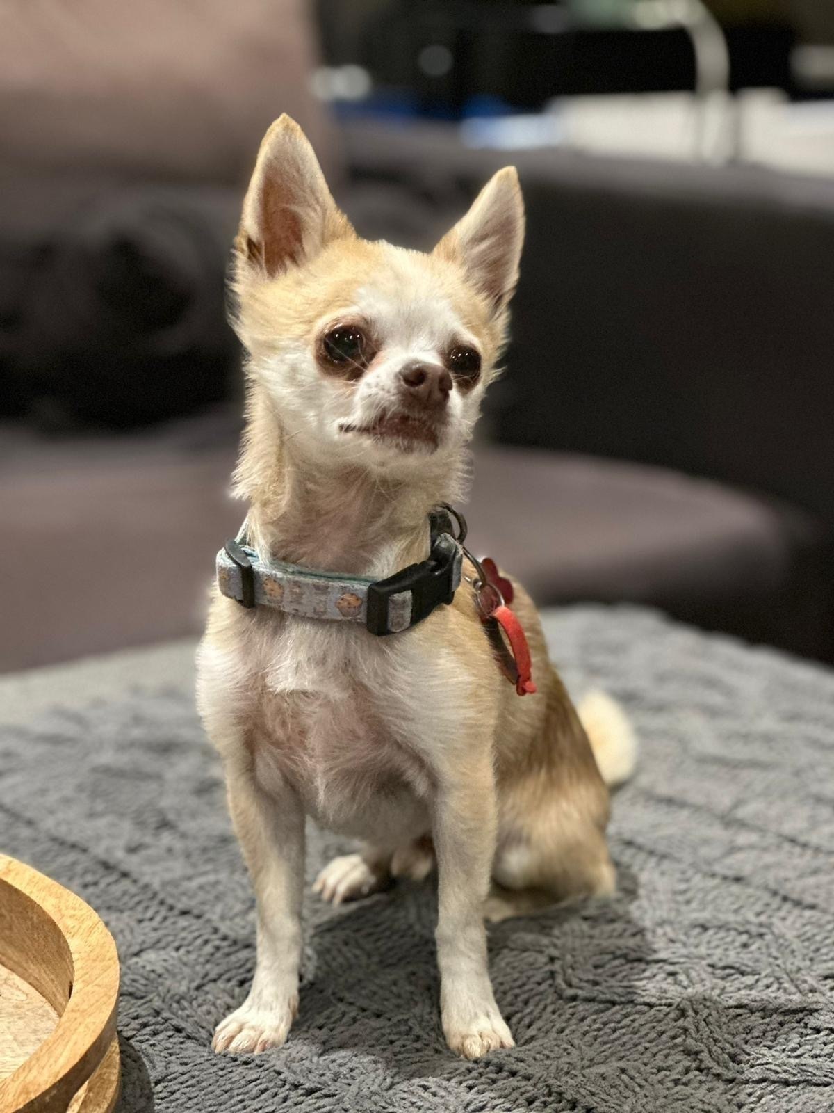 Lost: 11yr Brown Chihuahua, Pink Collar