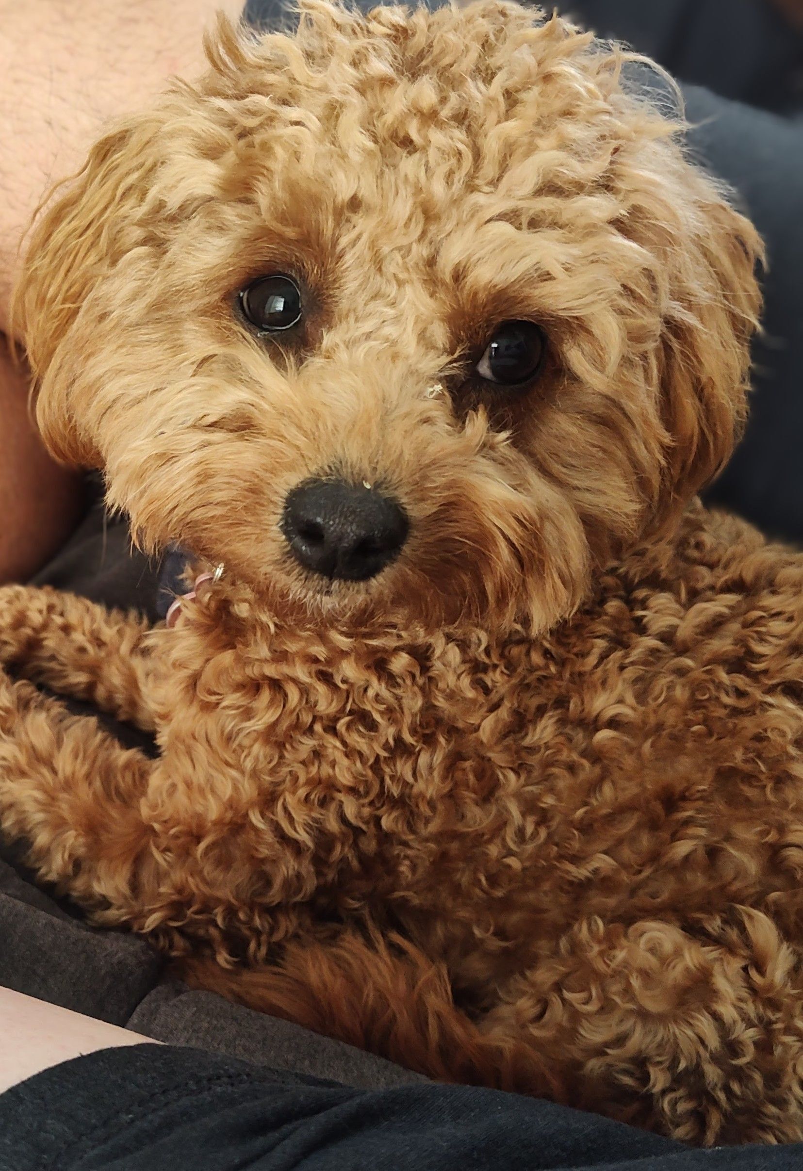 Lost Ruby Dog Milly in Onkaparinga