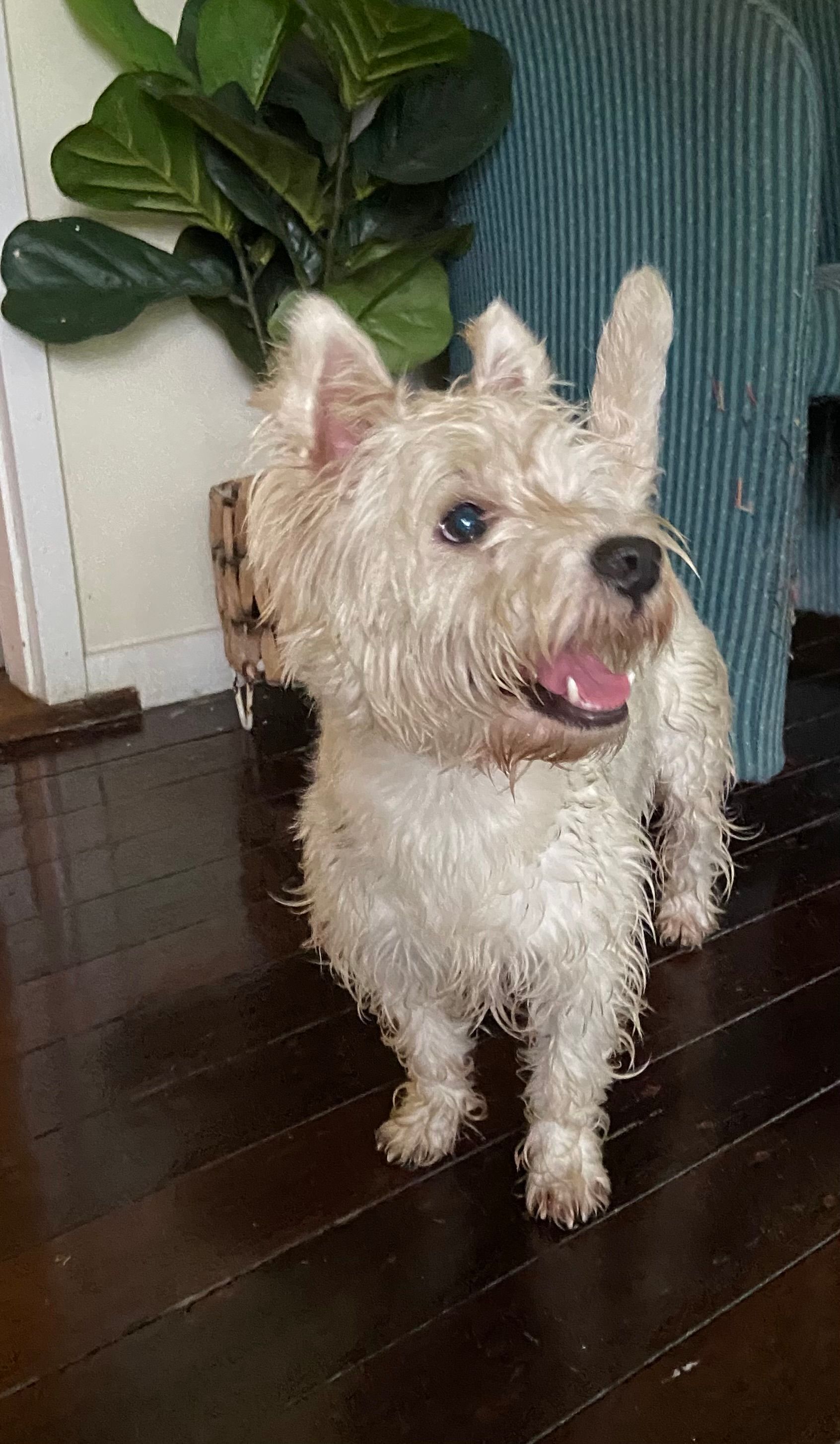 Friendly Young Dog Found on Pa...