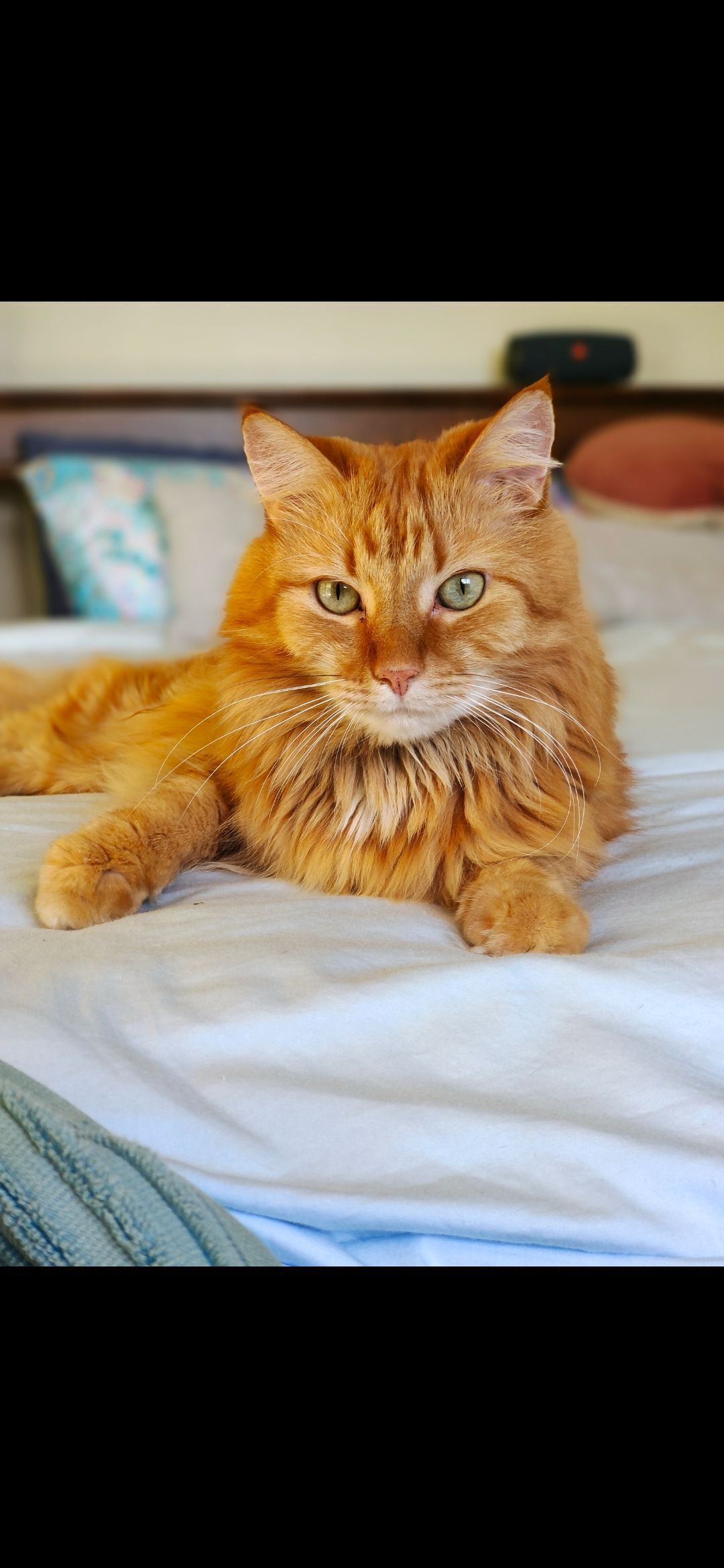 Help Find Spirit: Lost Ginger Cat in Somerset